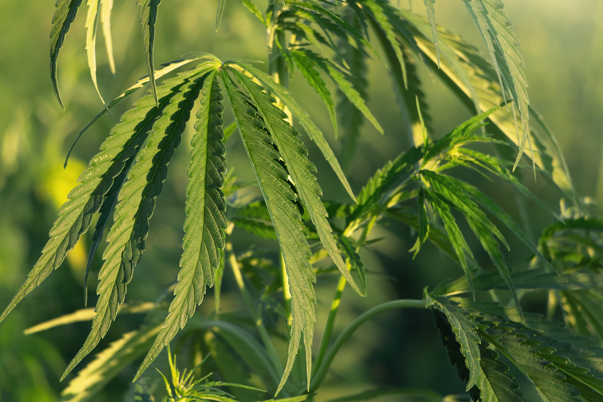 2021年湖北现代农业技师学院有哪些招生专业