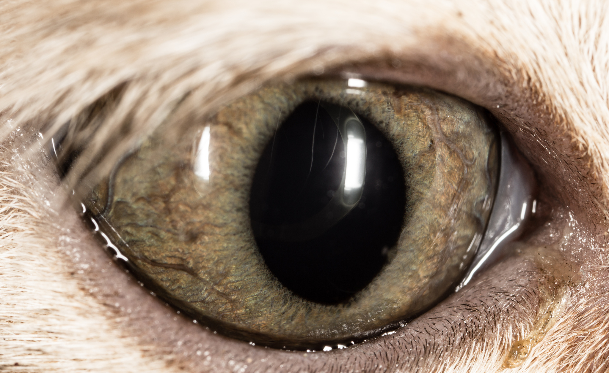the eye of a small kitten . macro