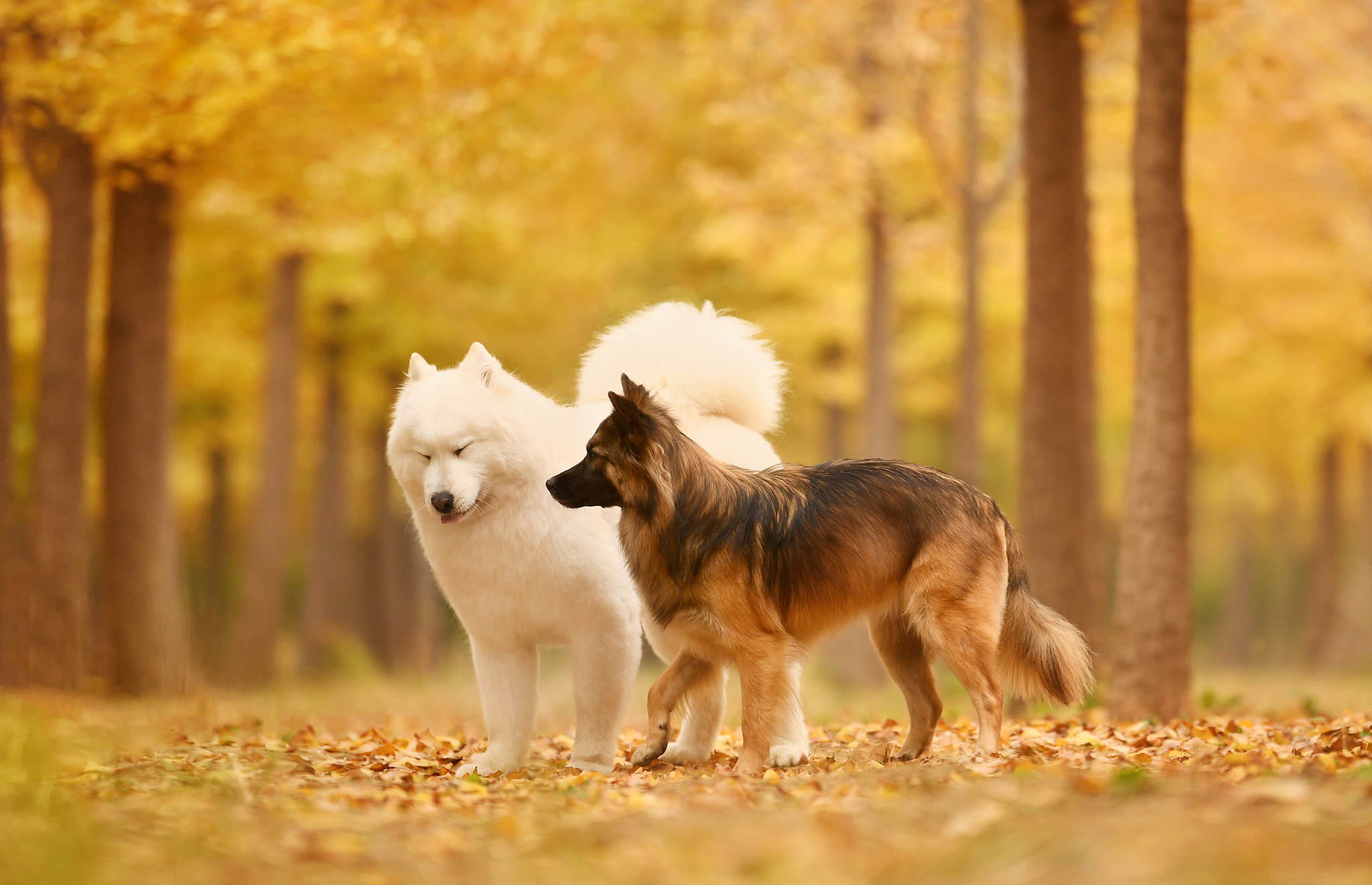 宋江深受喜爱的原因：仁义、勇敢、智慧、忠诚