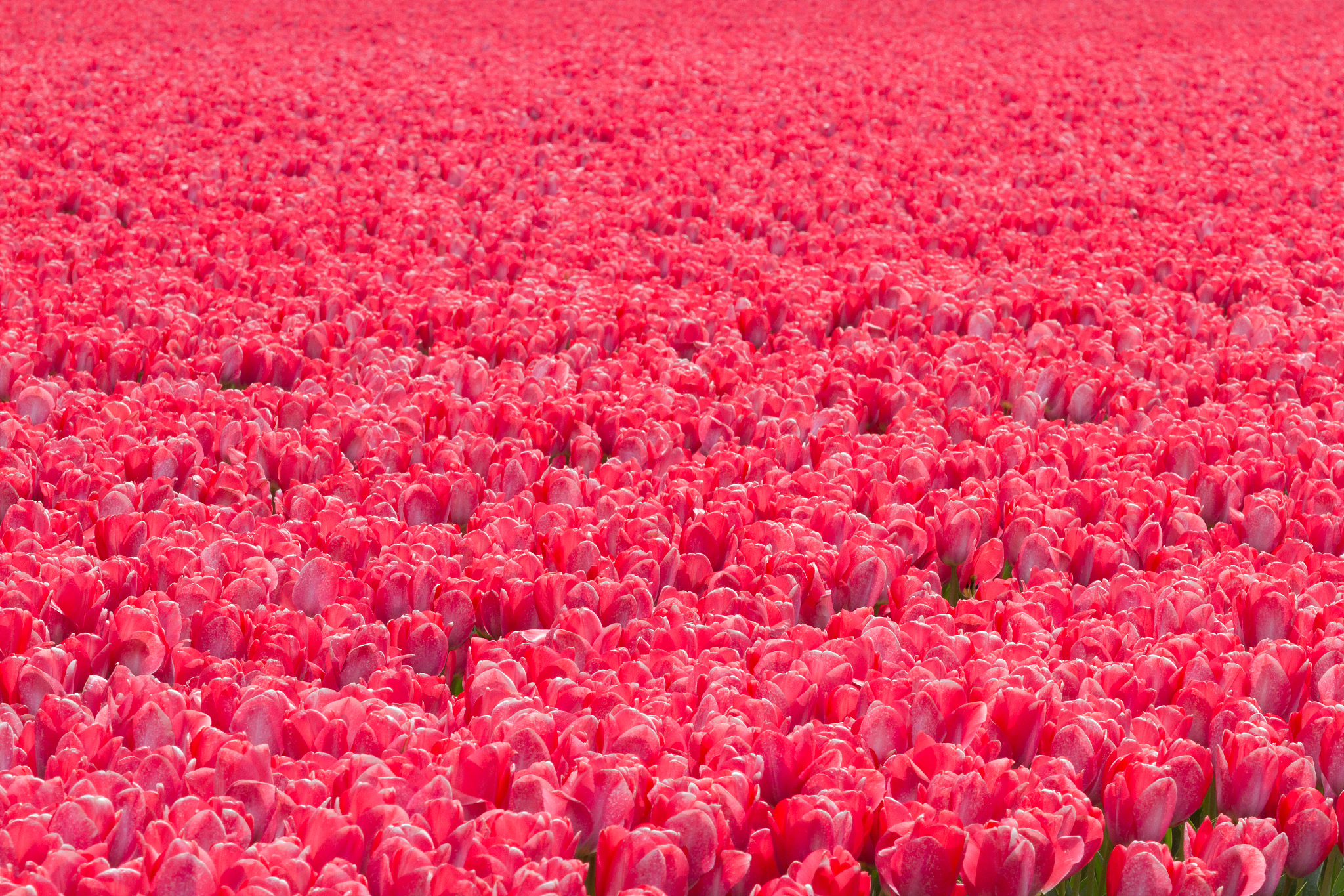 植物投票活动赛事名称标题党