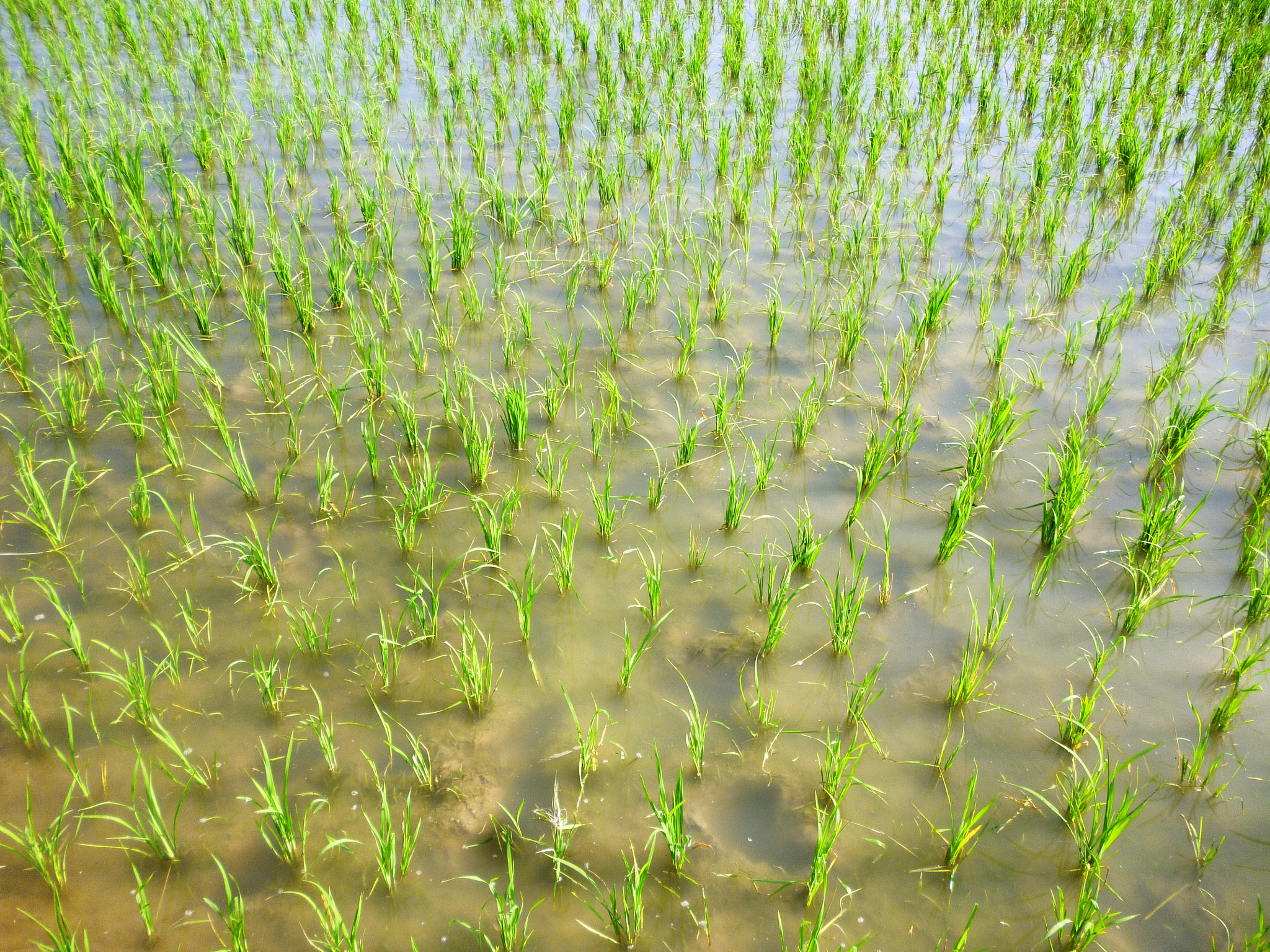 崇明芦笋种植区土壤盐分分析：Ca2+是盐分变化的主导因素