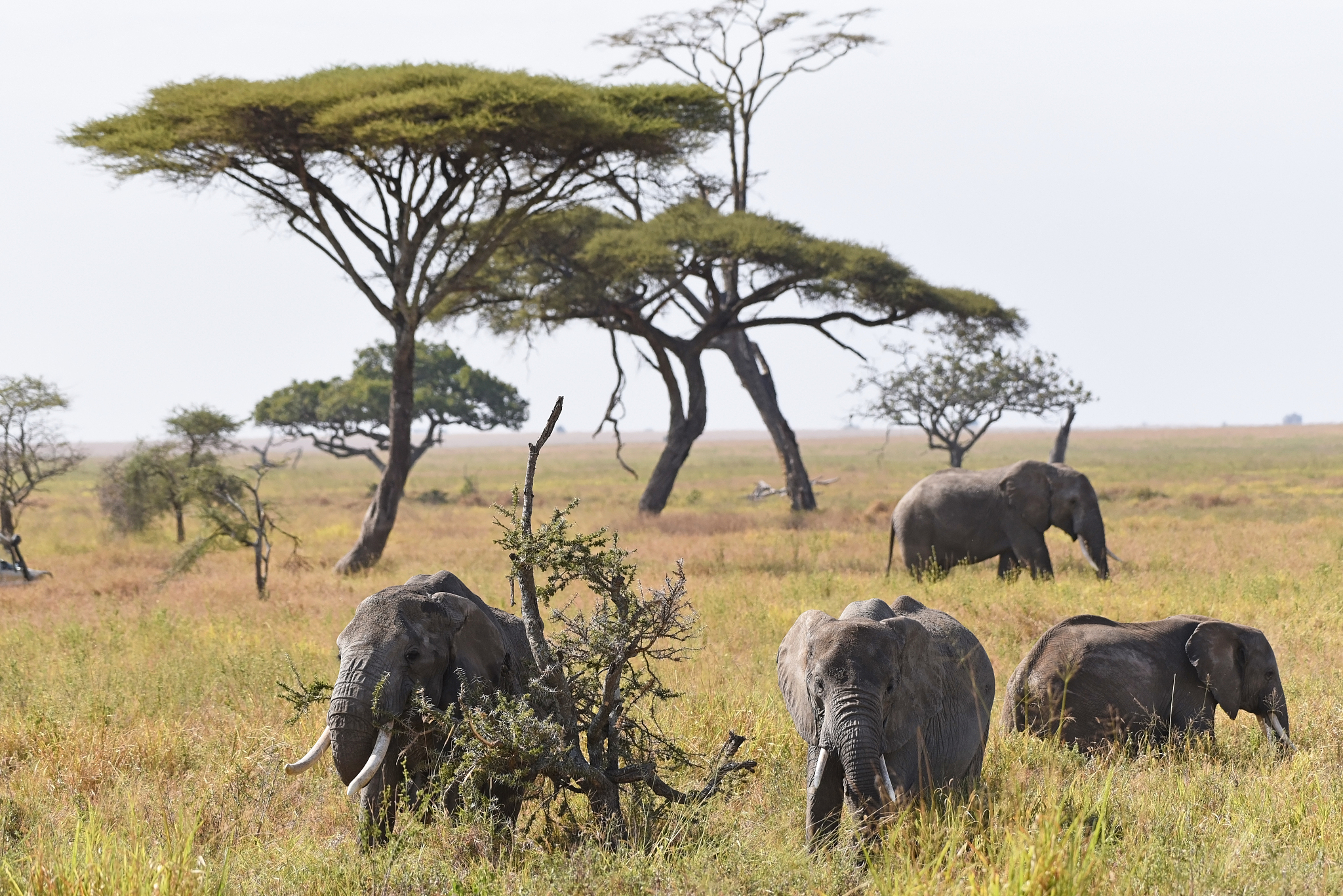 small herd of african elephants