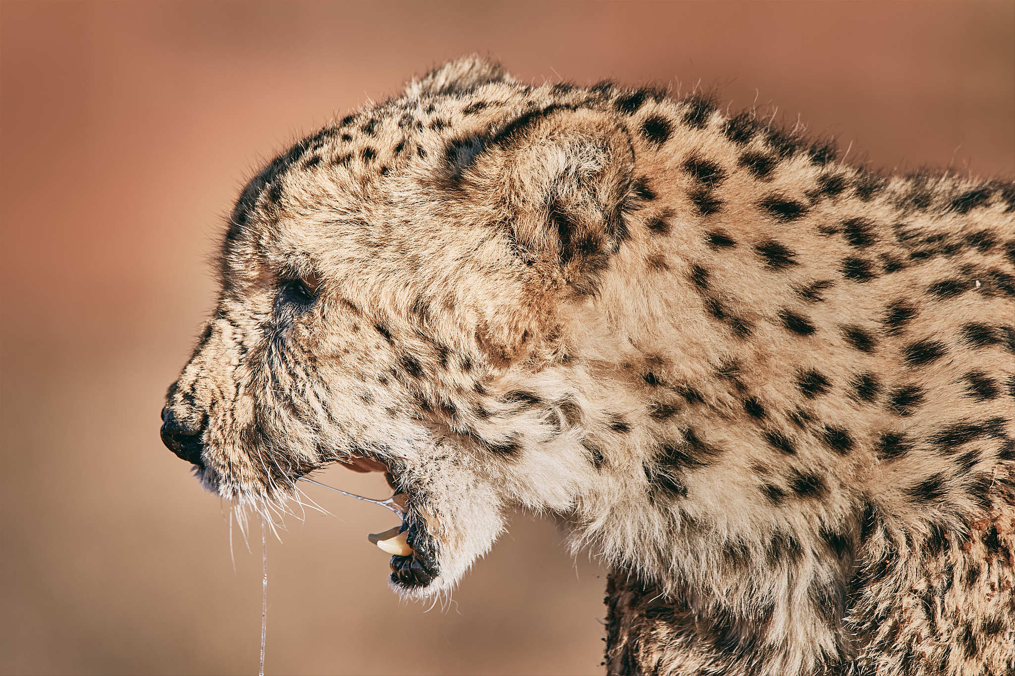cheetah in namibia