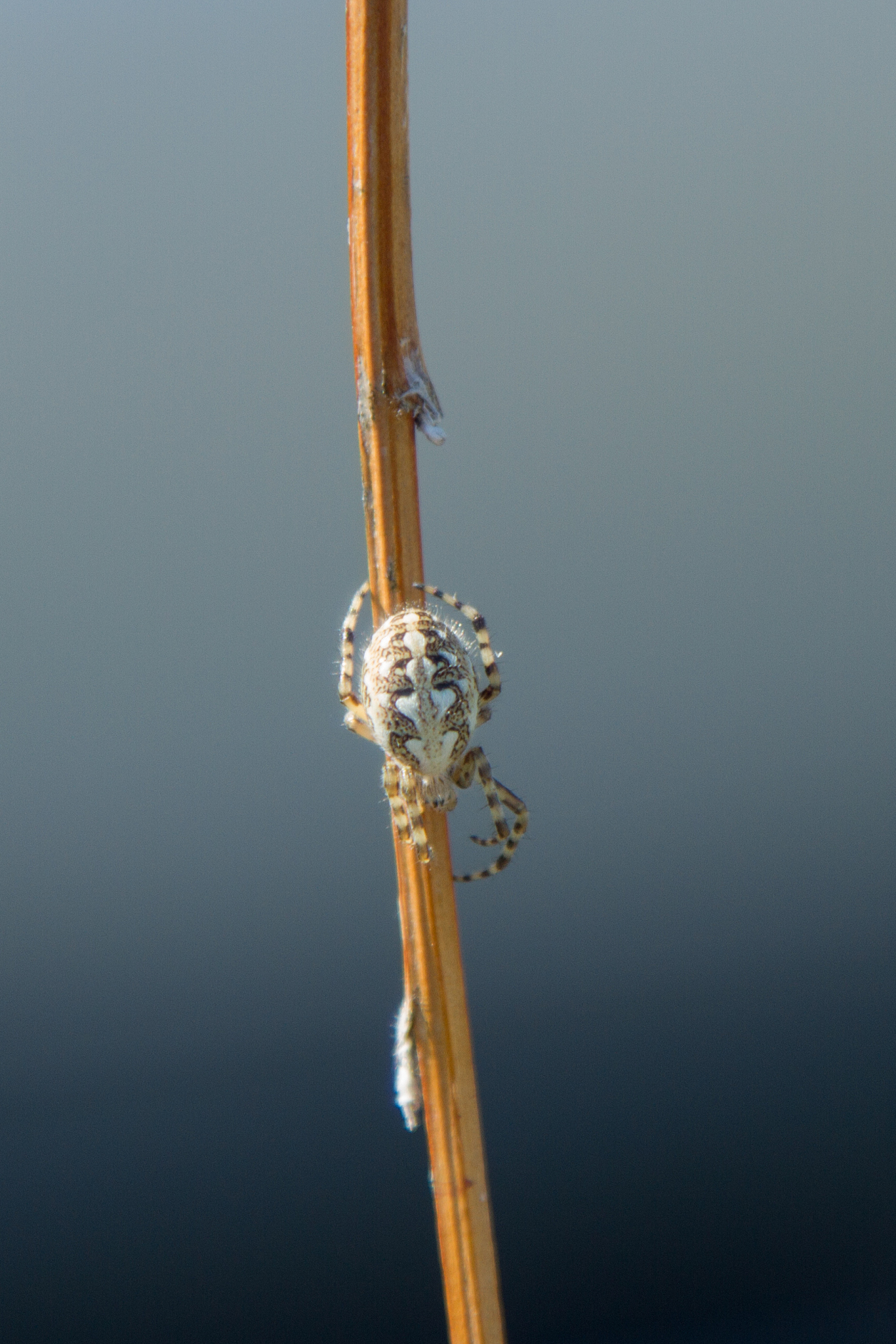 spider on a branch