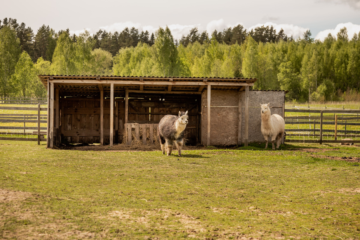 Britain's Mild Climate Favors Agriculture and Sheep Farming
