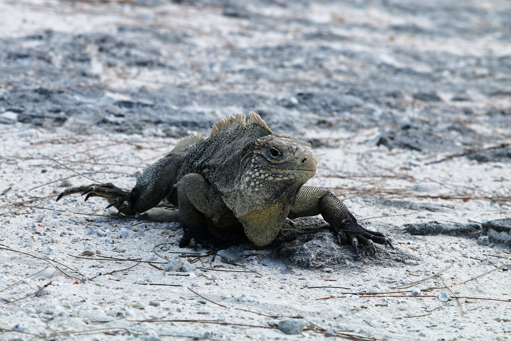 为我介绍非洲爪蟾