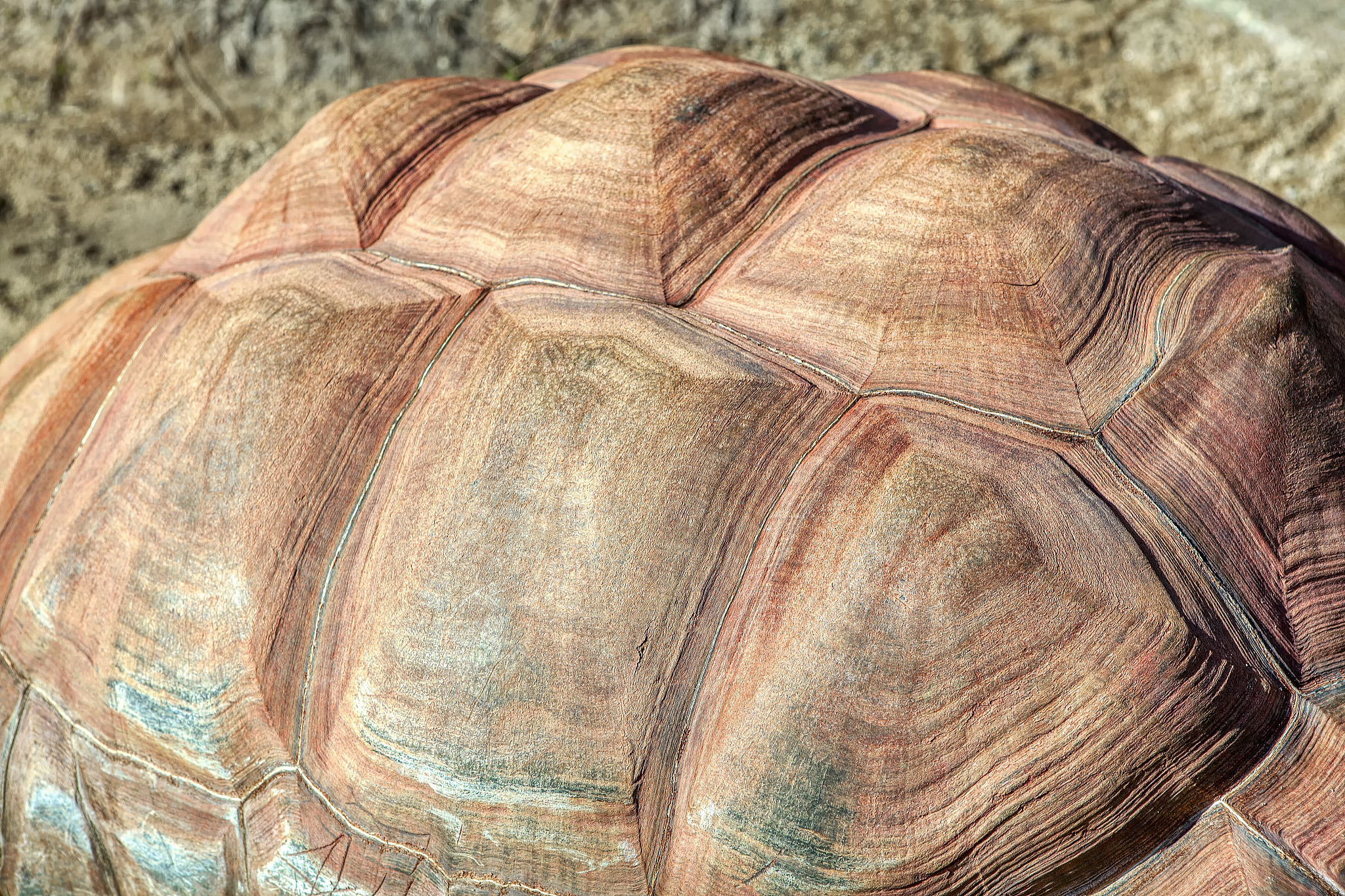 描写乌龟的外形特点的作文