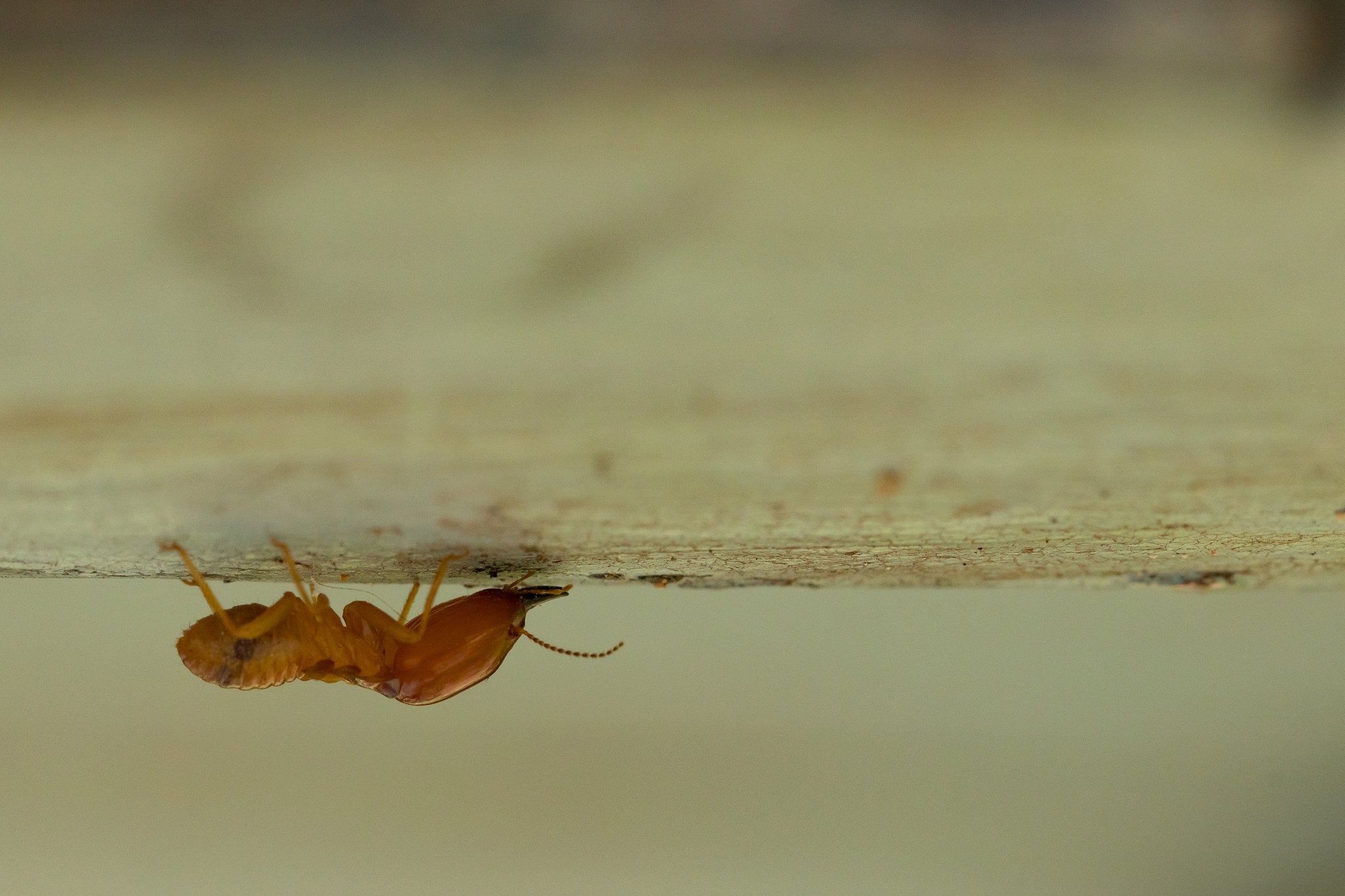 termites damage home, macro close up termites on wooden backgrou