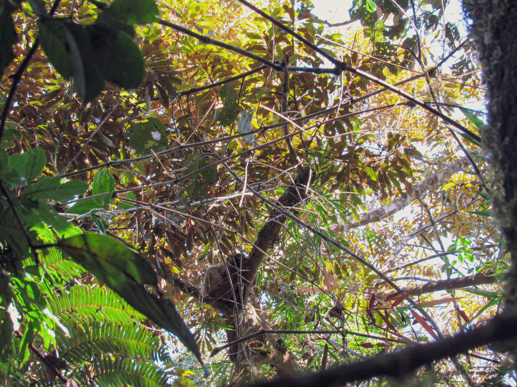 ranomafana national park in madagascar