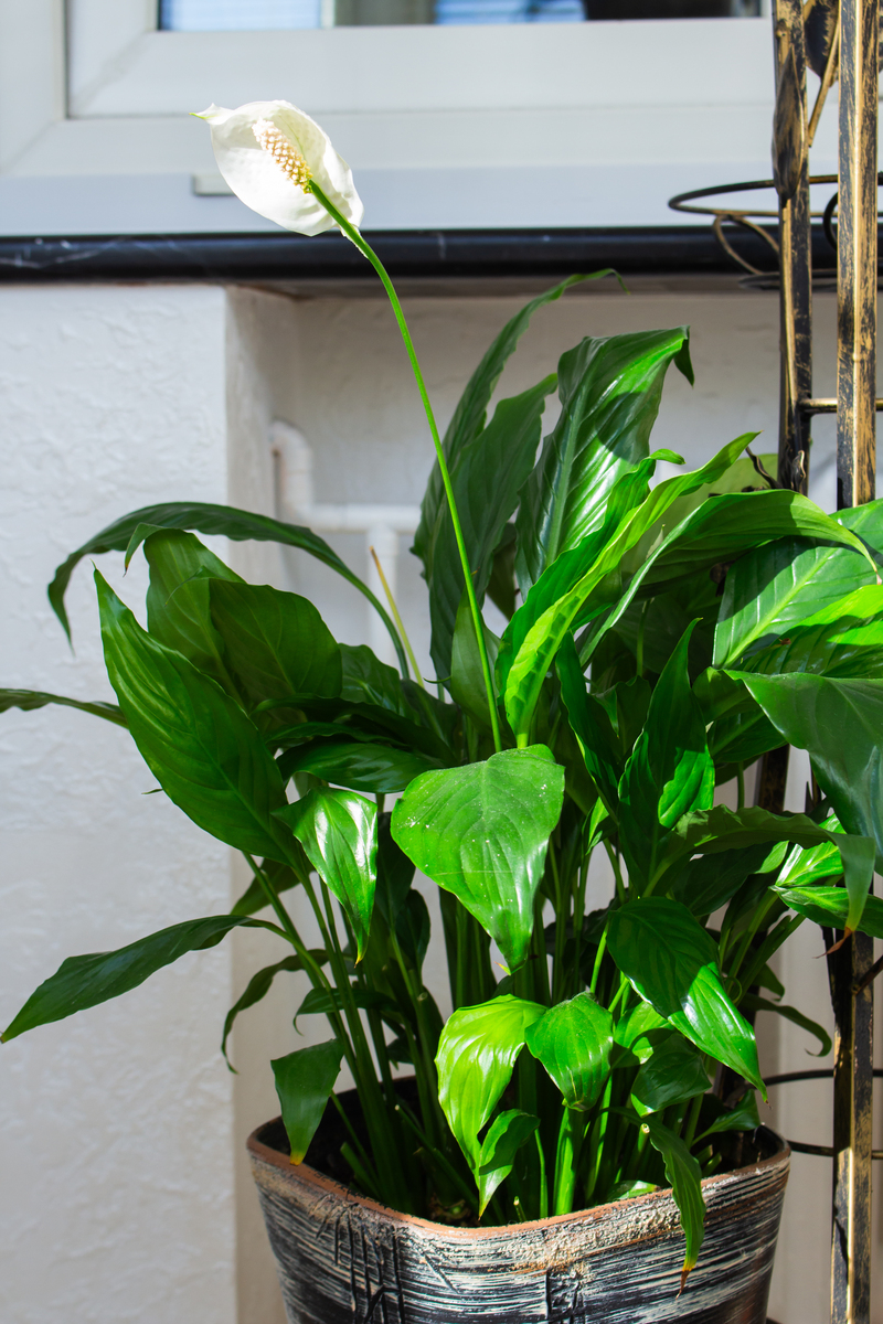 净化空气的室内盆栽植物有哪些？这10种植物家中必备1000字