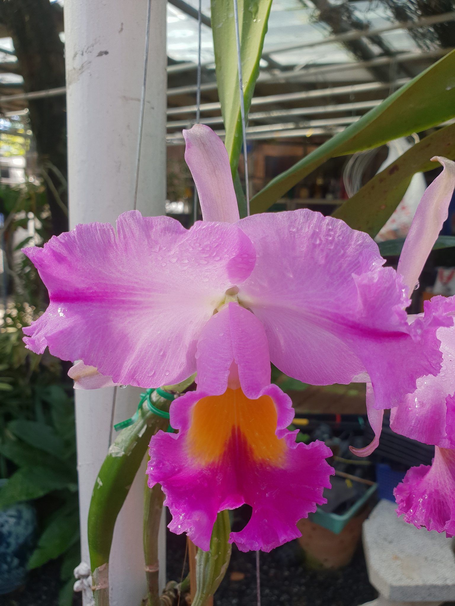 flower (orchidaceae or orchid flower)