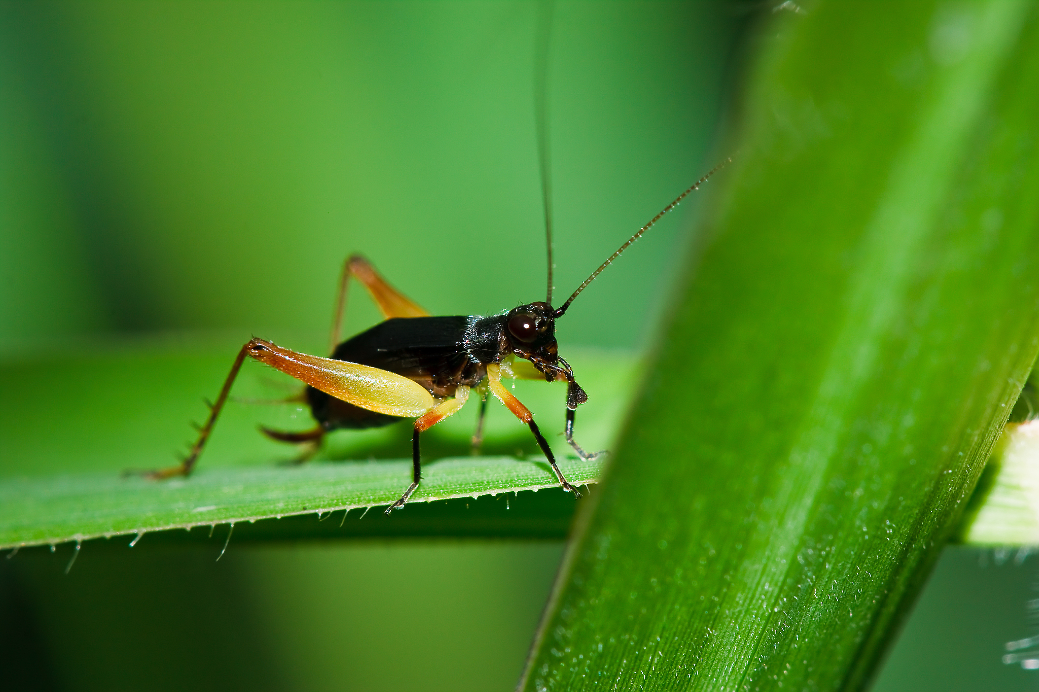 蟋蟀是害虫还是益虫