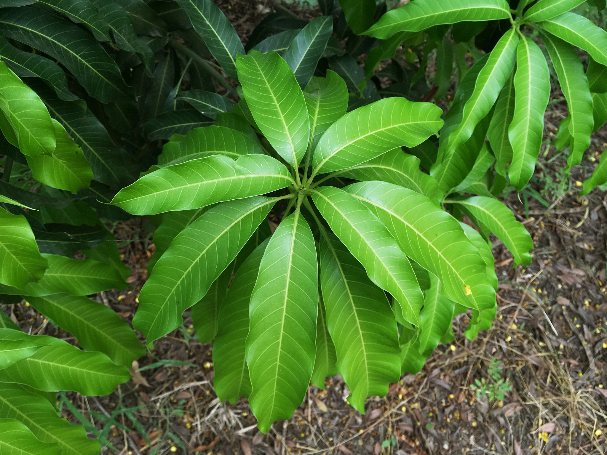 fresh green mango leaves in nature garden