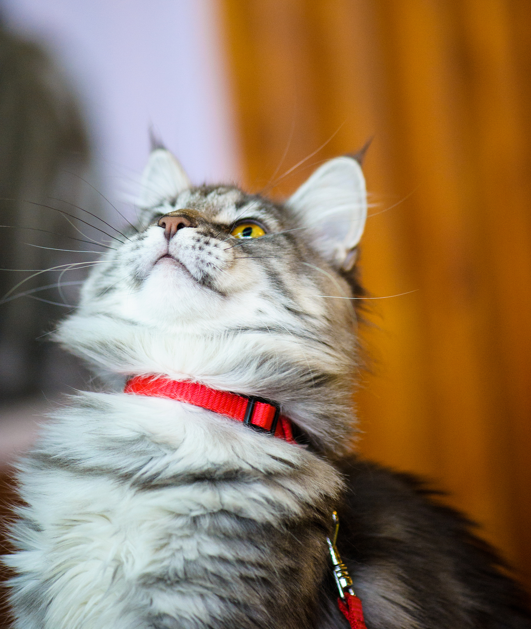 萌猫星球 - 最萌最搞笑猫咪视频！🐾😻