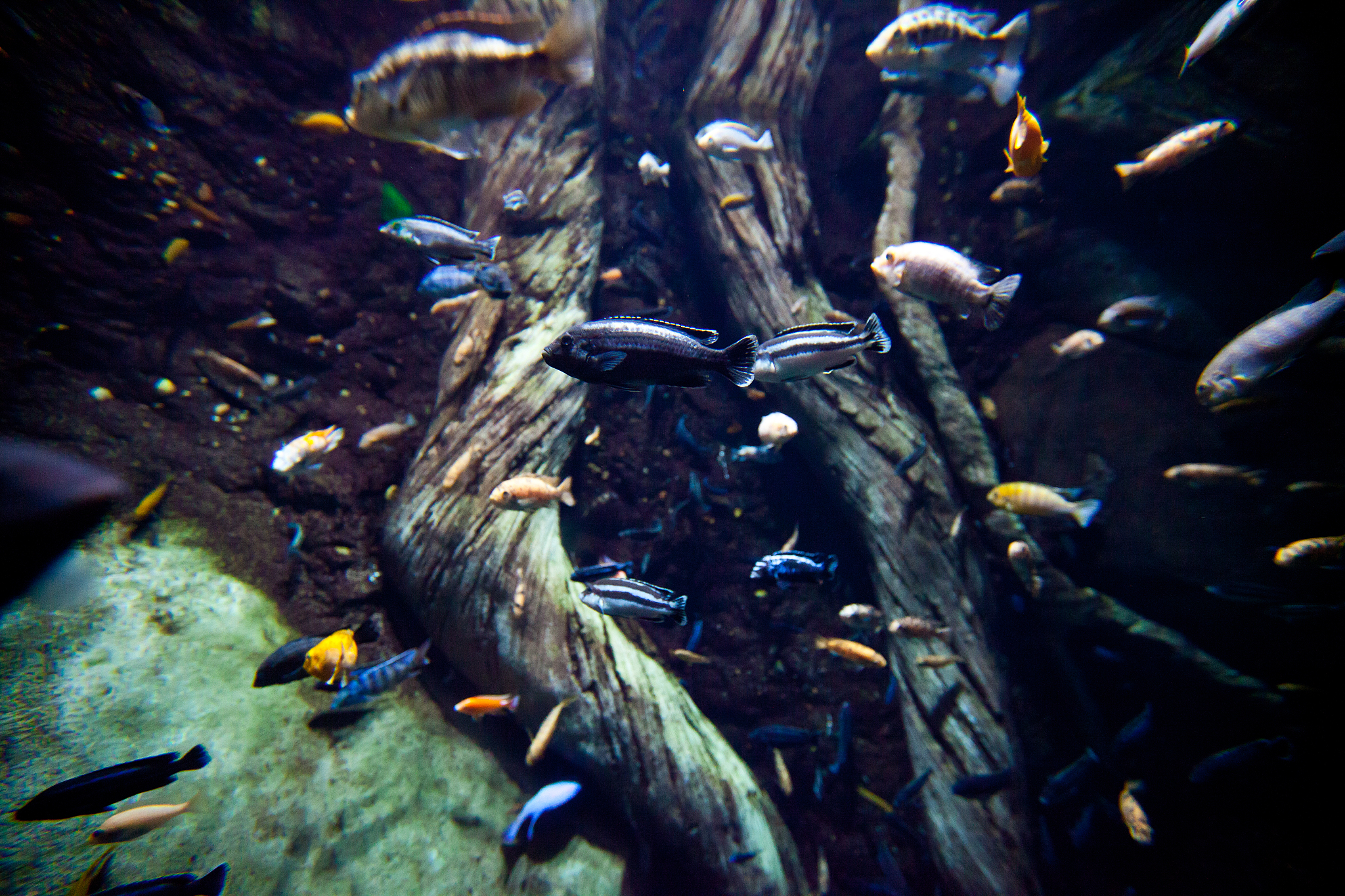 tropical fish