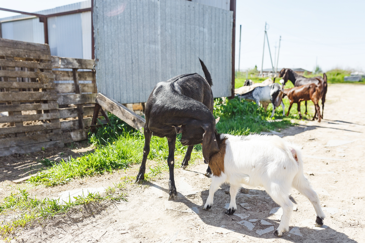 冬天牲畜进别人家院子谁负责？养畜主和院主都需要承担责任