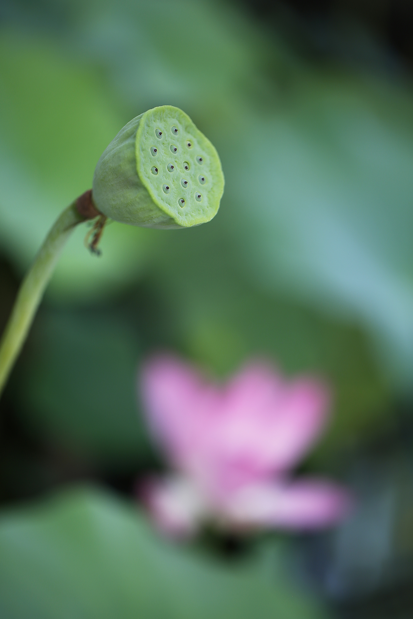 当天摘了很多莲蓬怎么保存到第二天不老