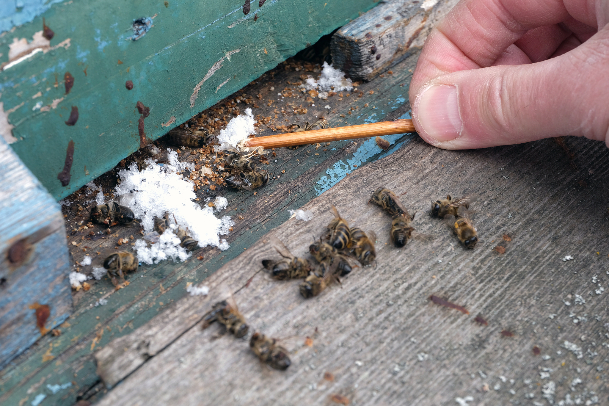 cleaning beehive after winter