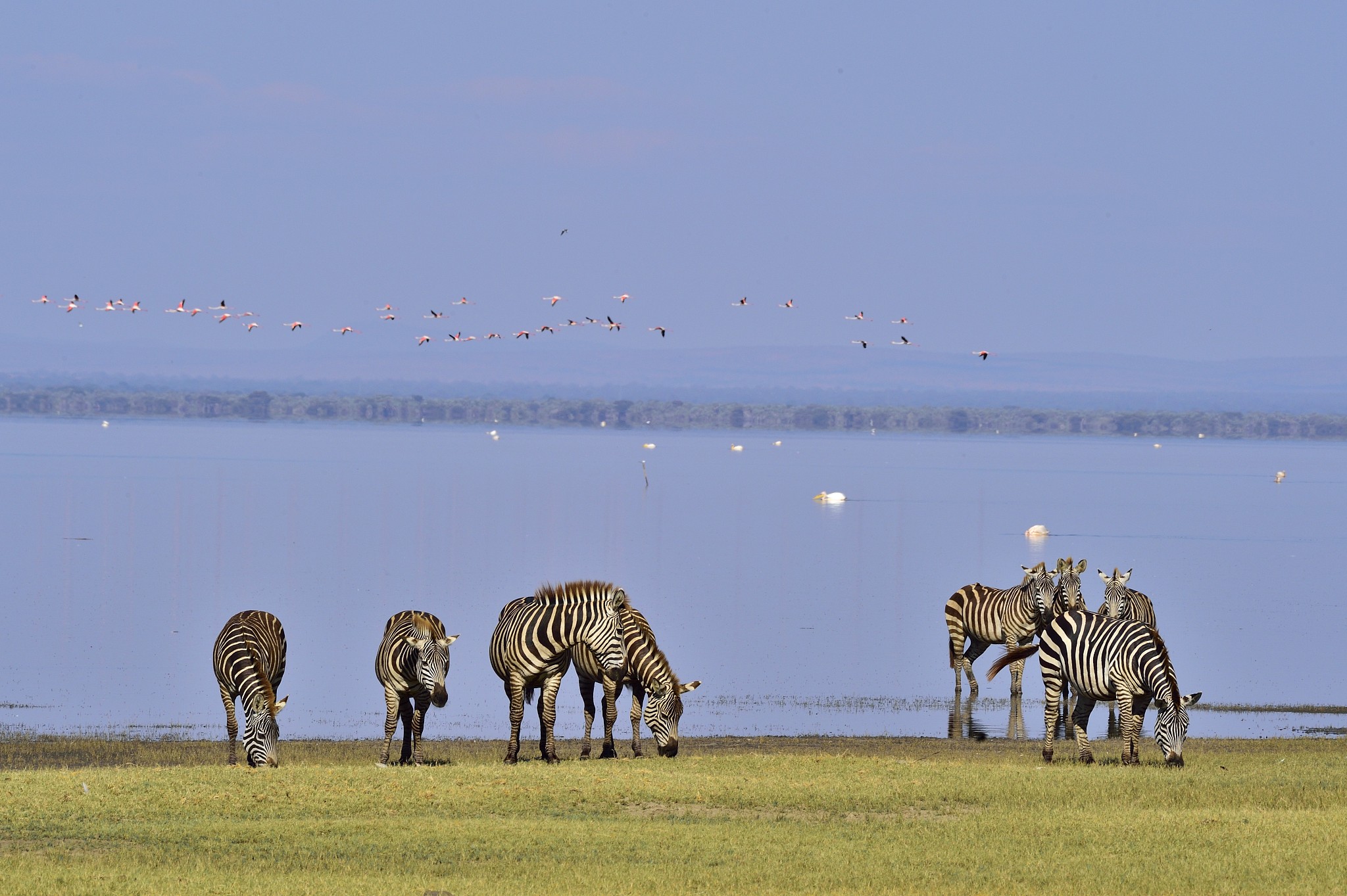zebras at lake manyara