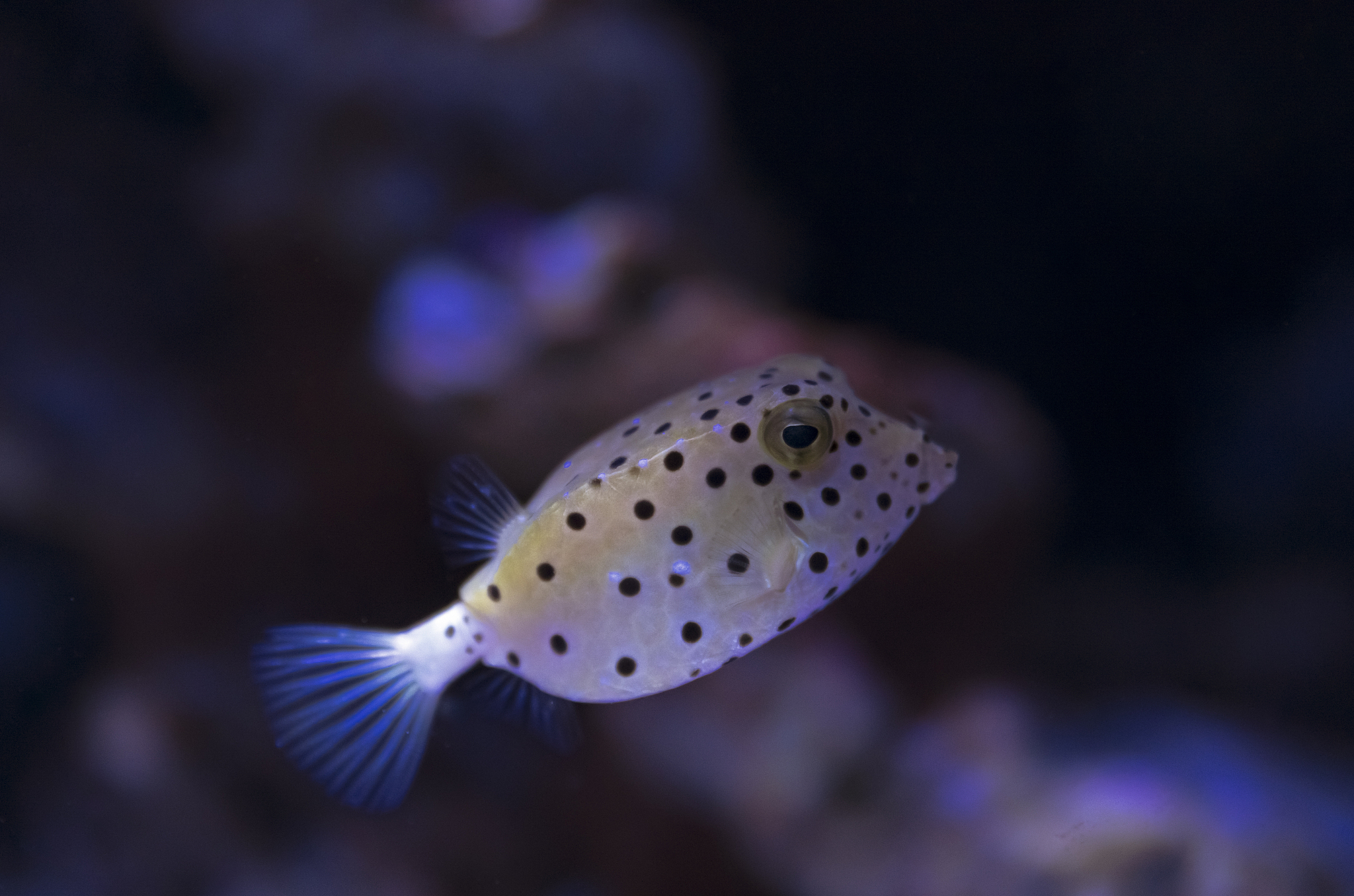 如何打纯水精灵