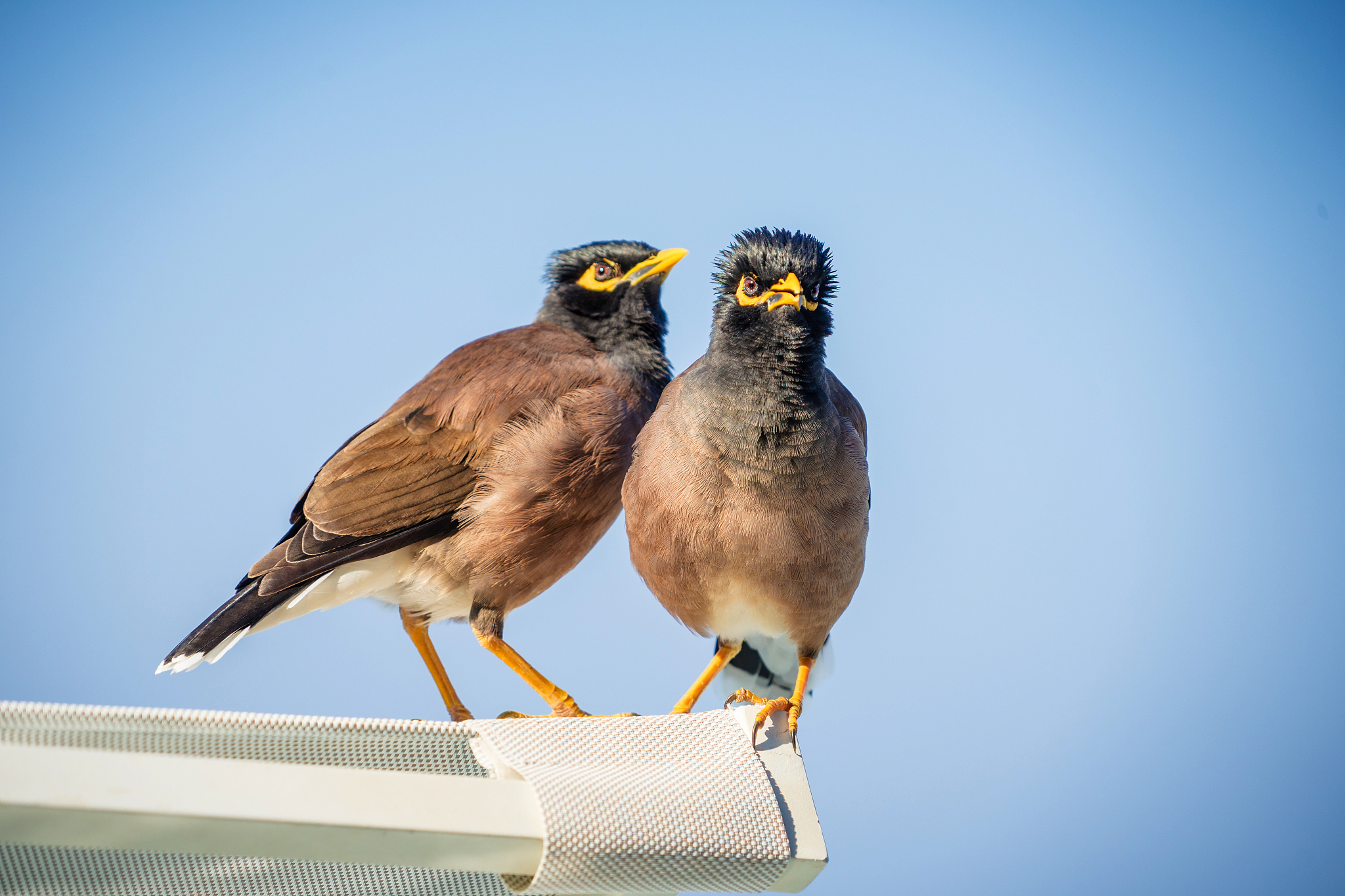 ForkJoinPool#commonPool