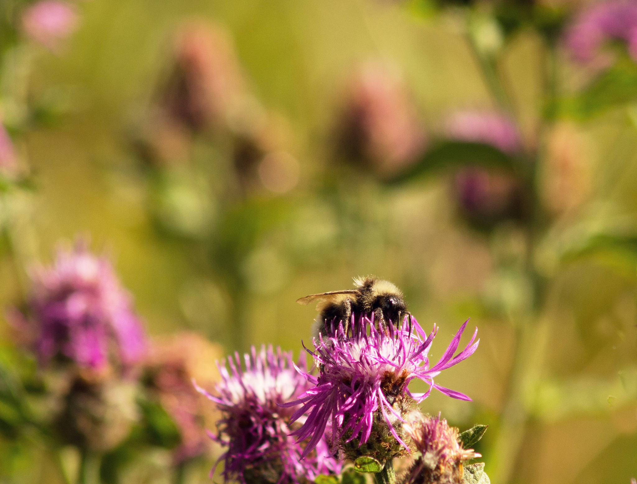 in the summer, a bumblebee flew on the field and sat on the burd