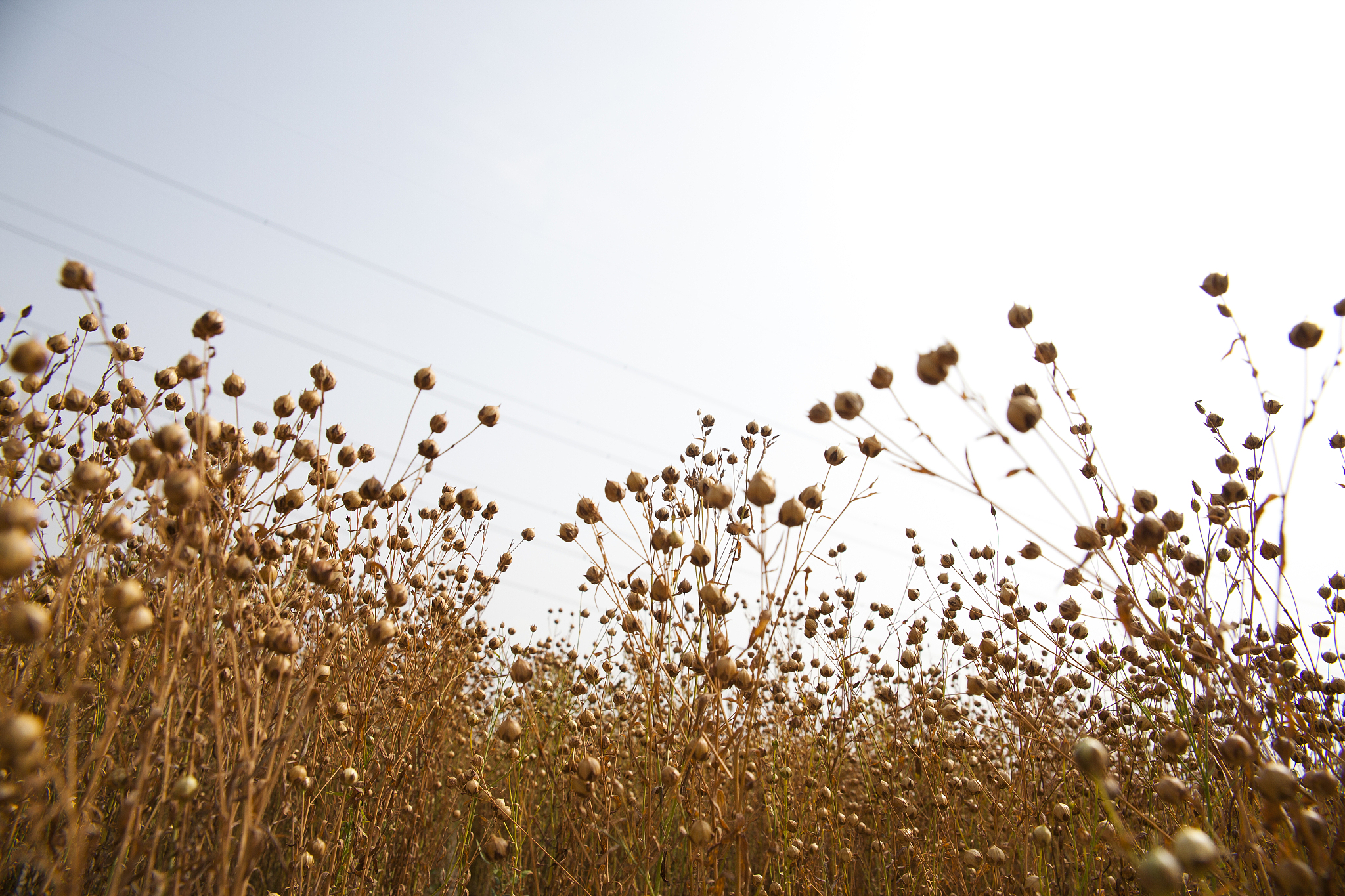 甘南州卫生学校2022年多少分能报考