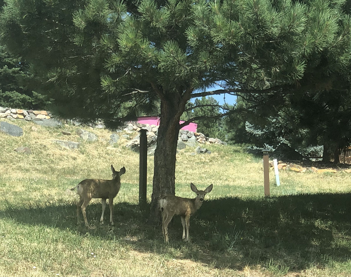 跟林鹿栖花不同的名字