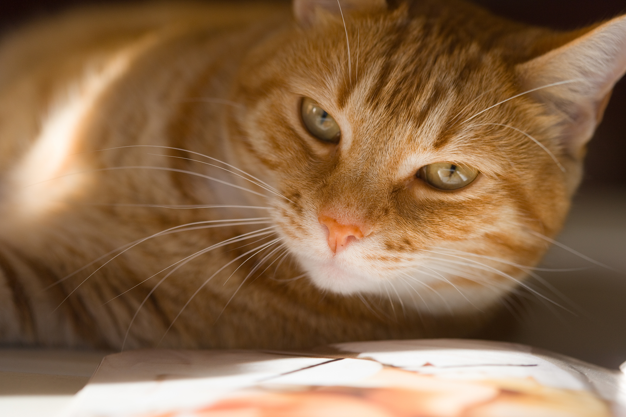 cat