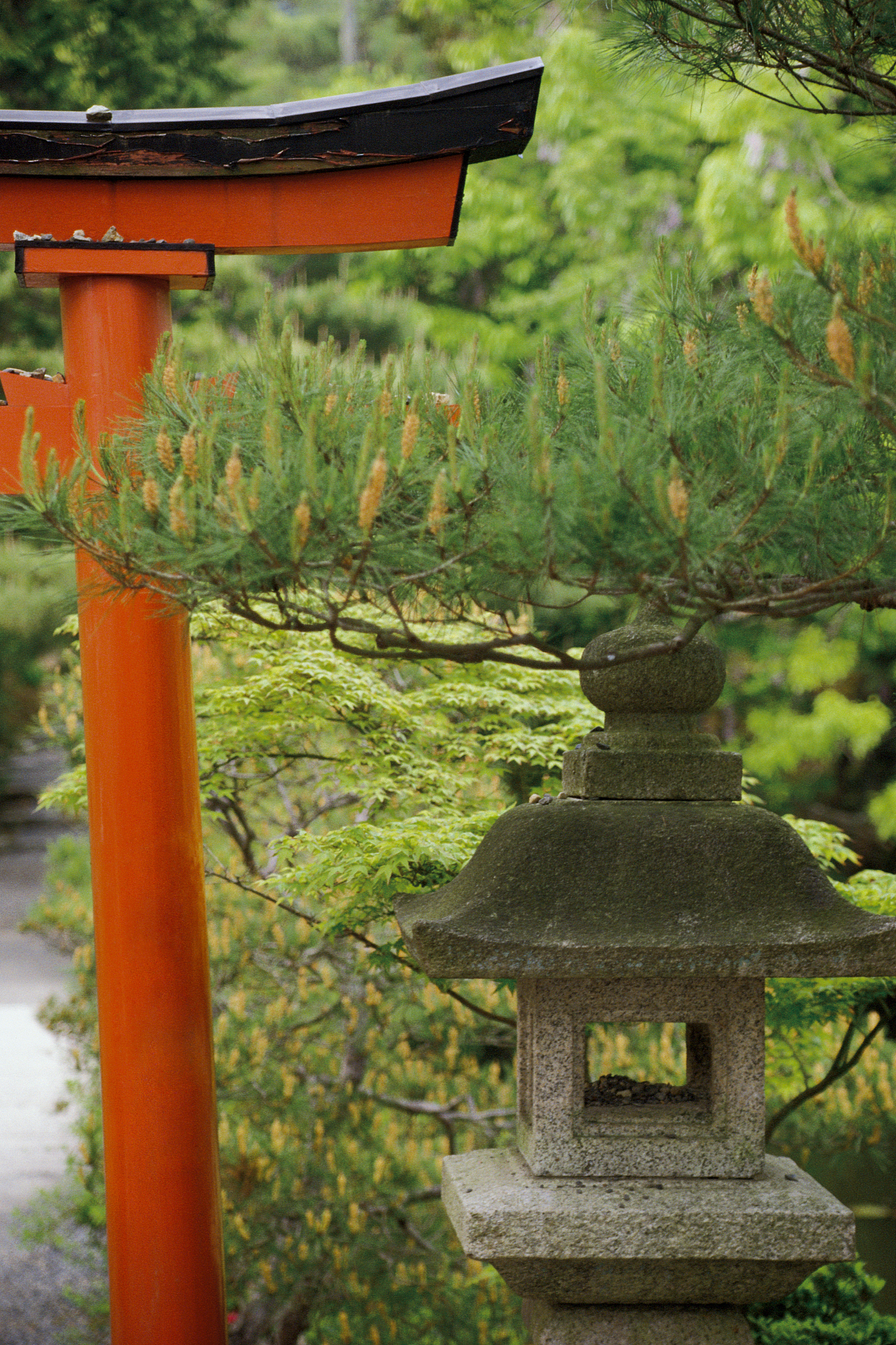 以日本文化的美学之旅：传统与现代的融合为题写一篇1200字文章