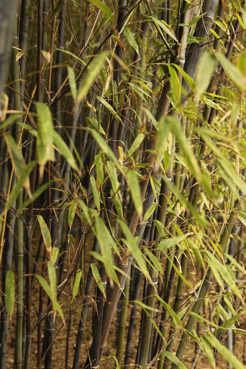 深色的竹子和鲜绿的竹叶构成了一片茂密的自然背景