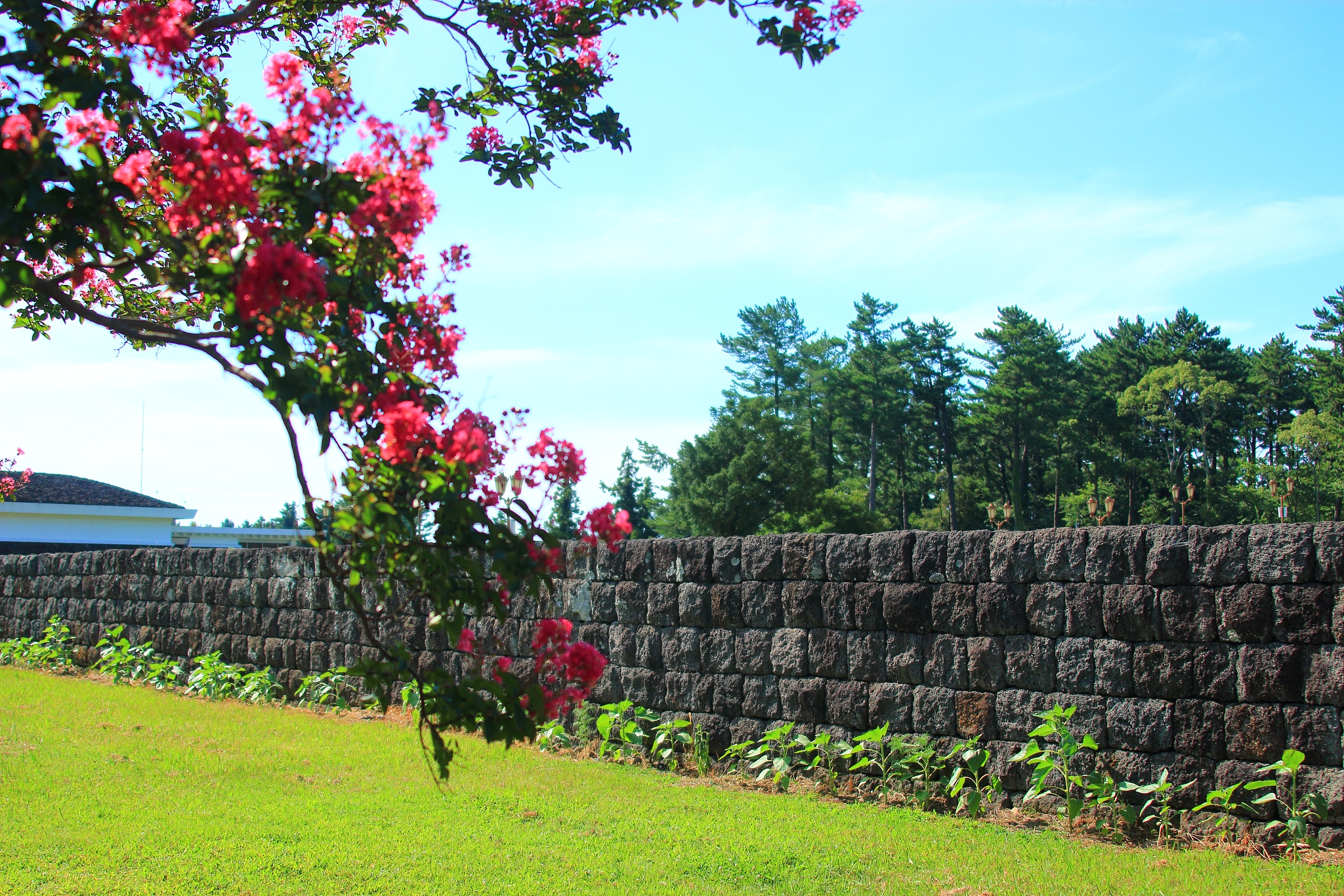 hangmont ruins, flowers,