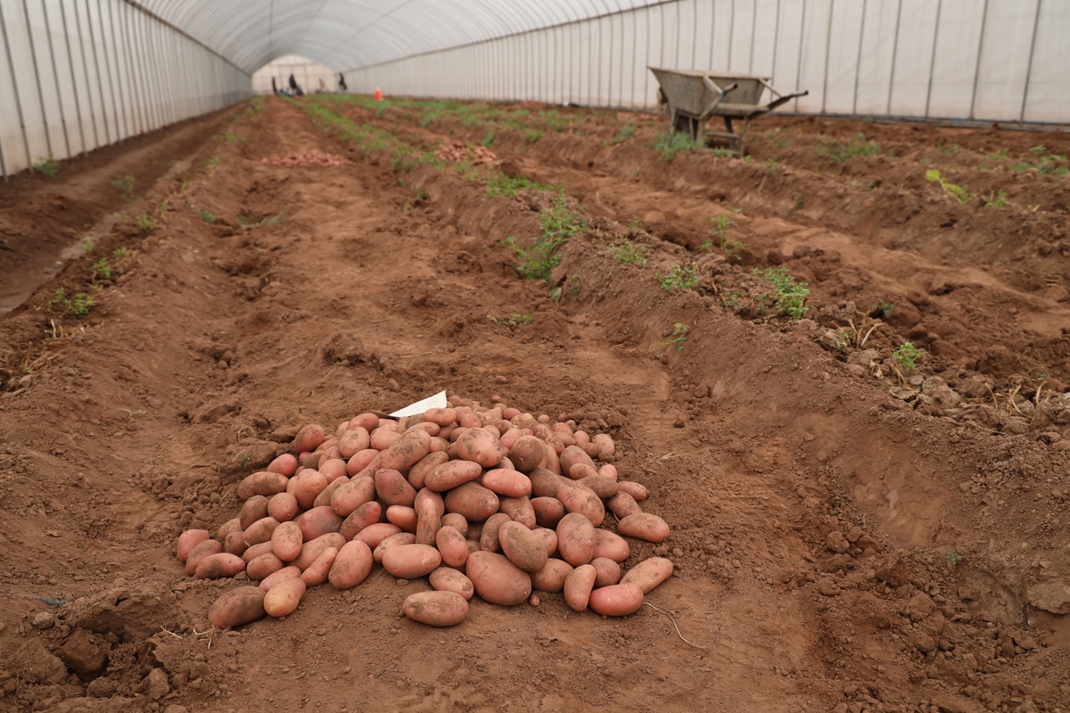 河北省察北管理区马铃薯田间试验研究