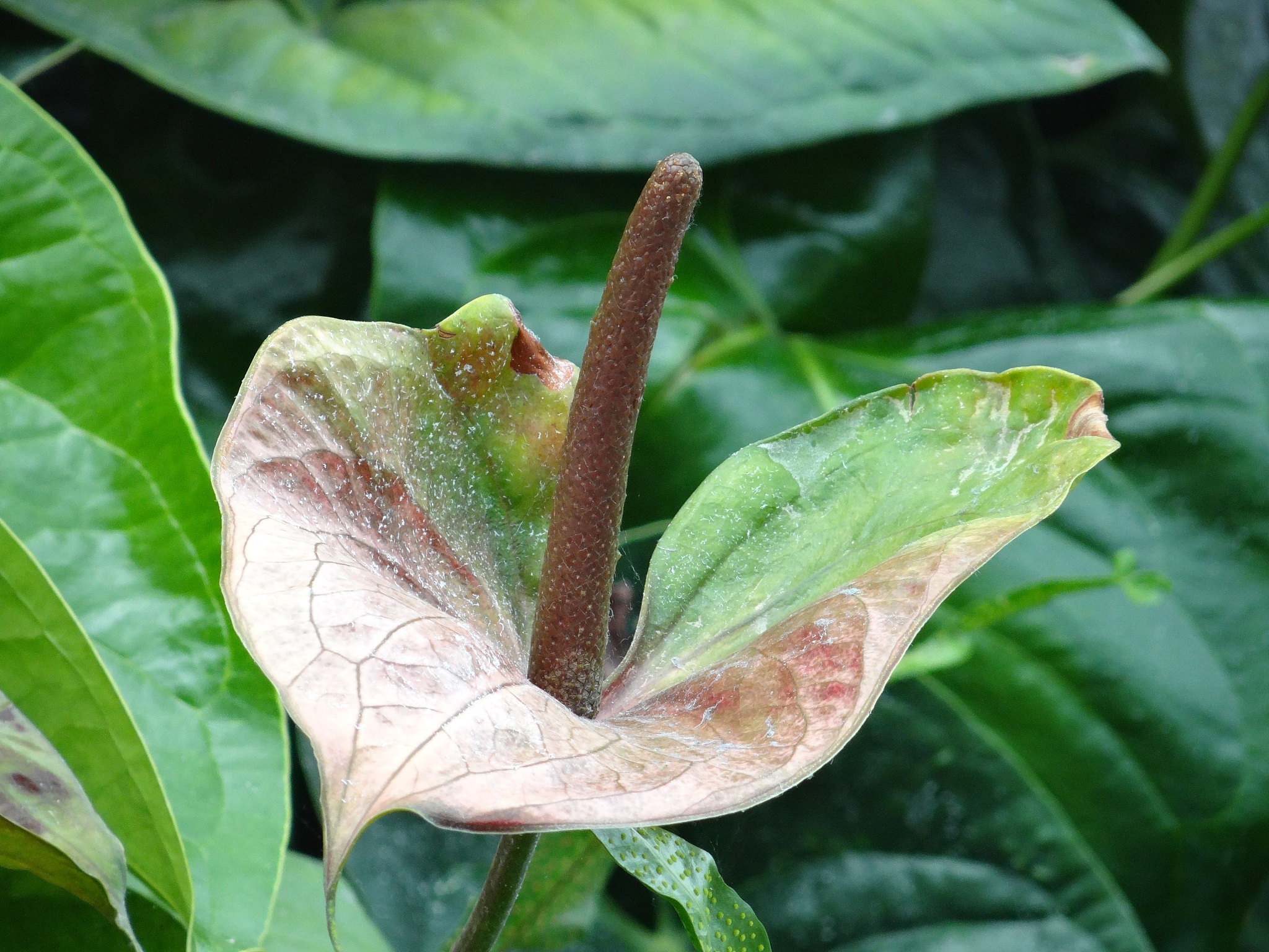 蝴蝶兰叶子白点？病虫害防治指南