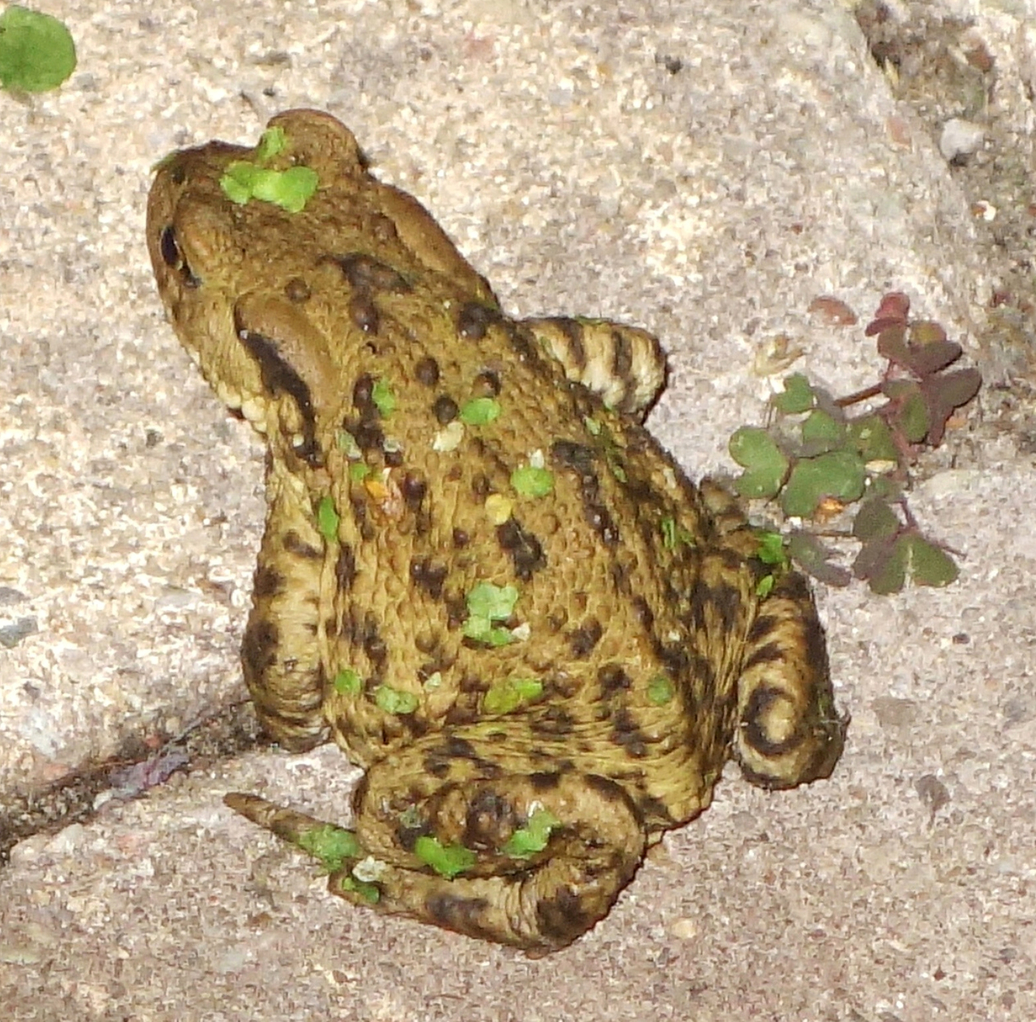 沙漠雨蛙：南非沙漠中的独特生物