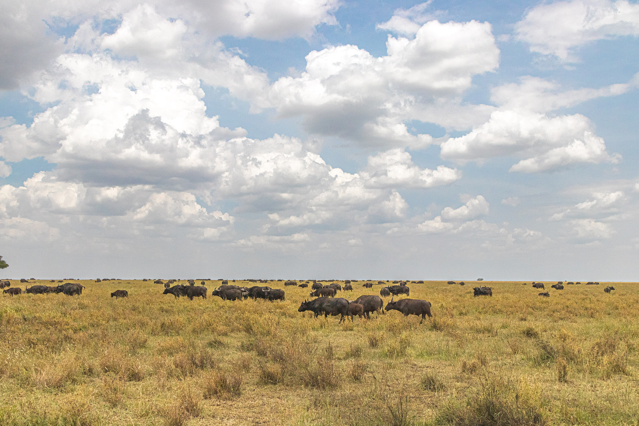 water buffaloes in serengeti national park, tanzania