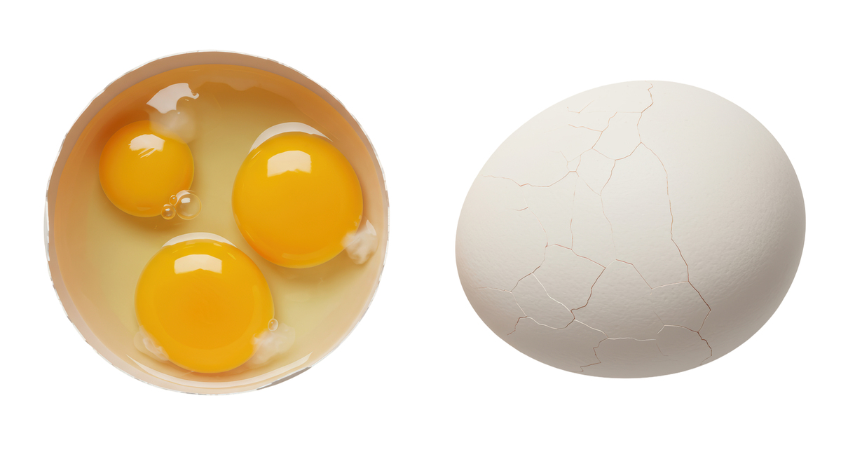 1 巧辩鸡蛋的特性2 巧辩鸡蛋的成因3 巧辩鸡蛋的分类