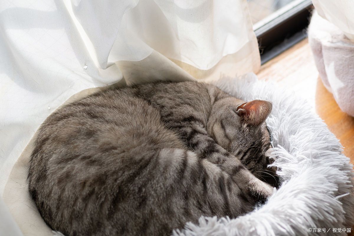 冬天猫咪睡觉要盖被子吗
