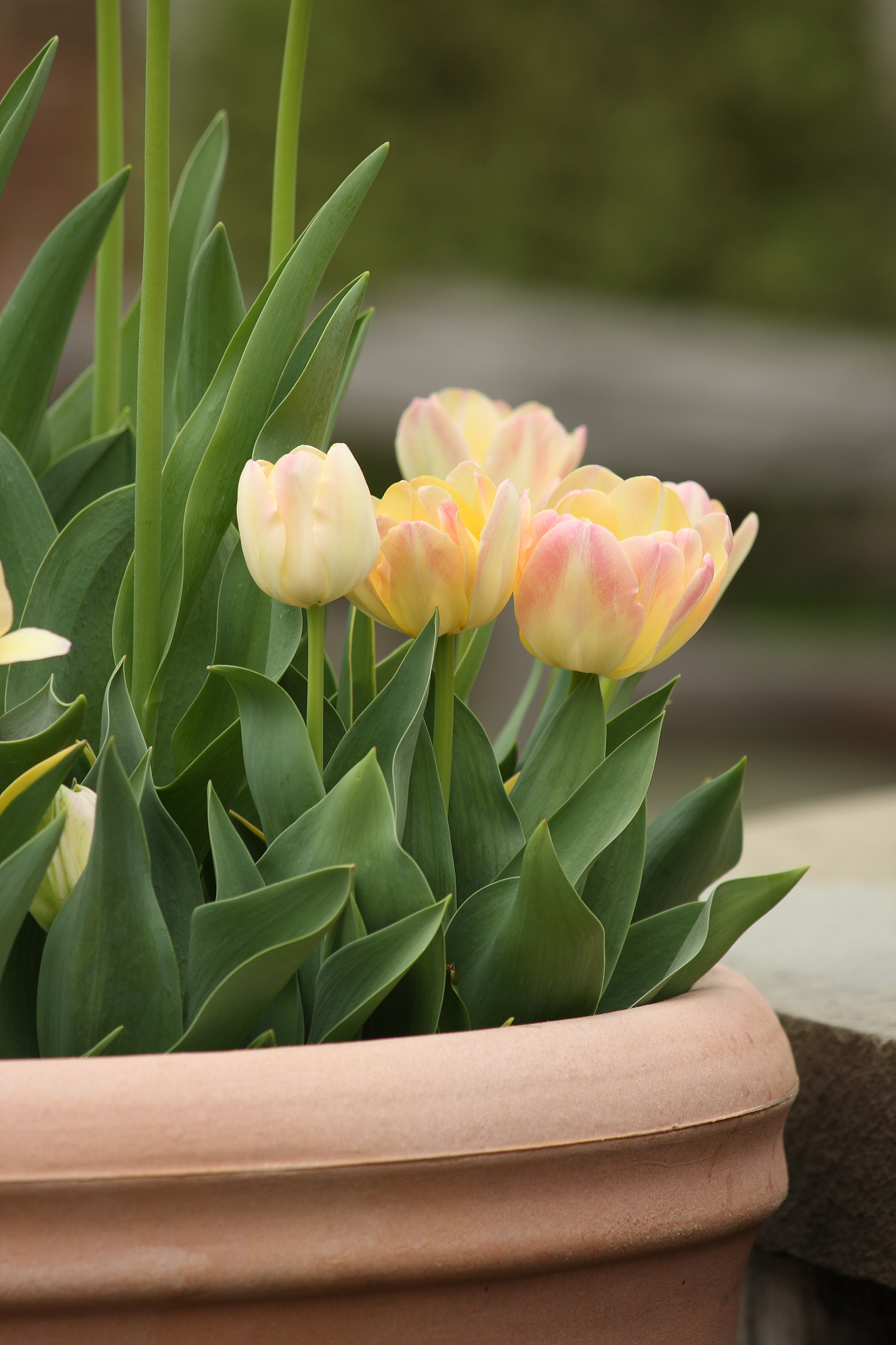 beautiful darwin hybrid tulips in bloom
