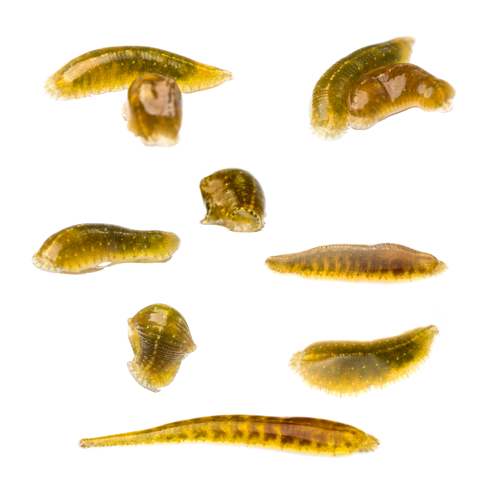 畜牧兽医专科课程有哪些？用发