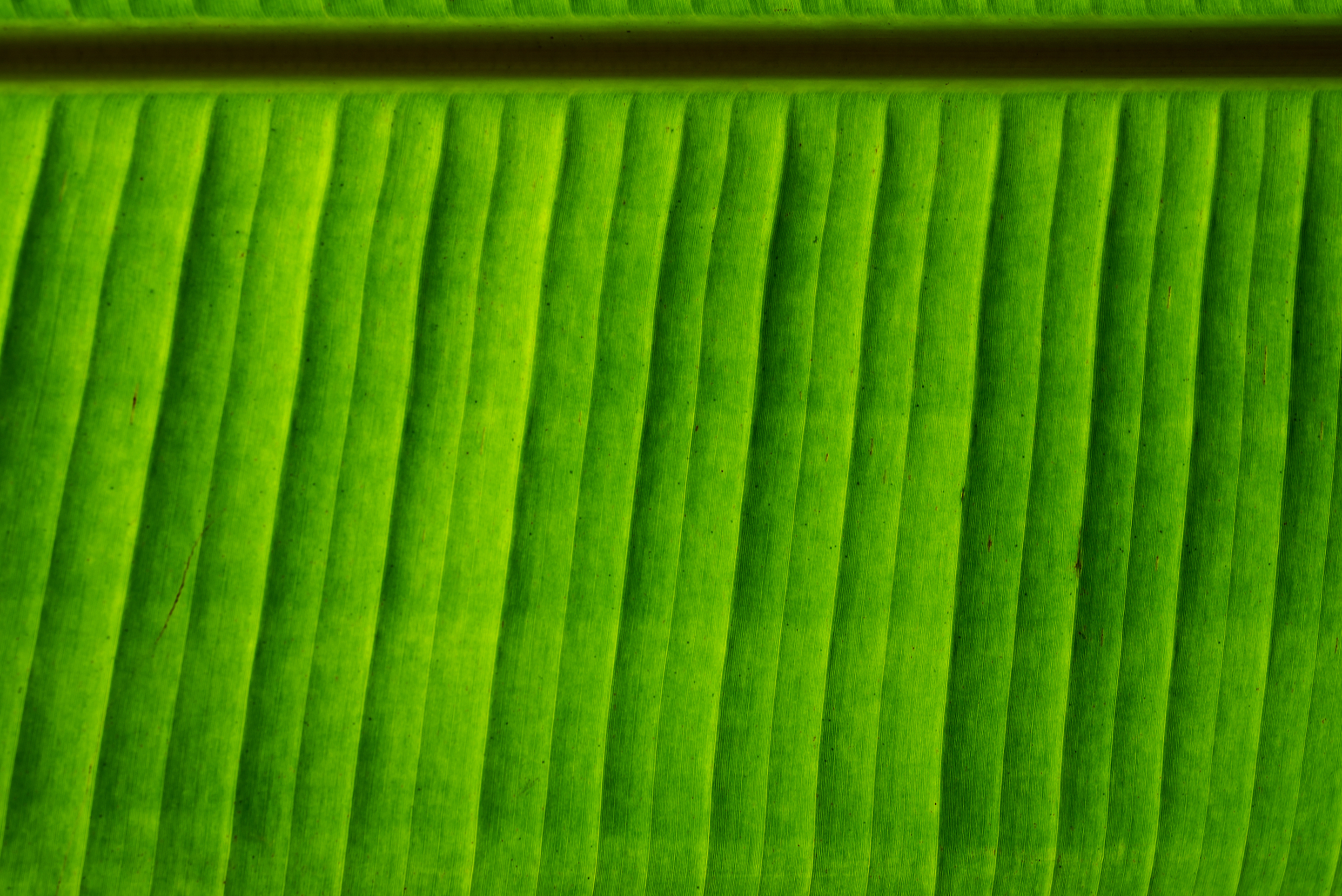 banana green leaf with texture and pattern