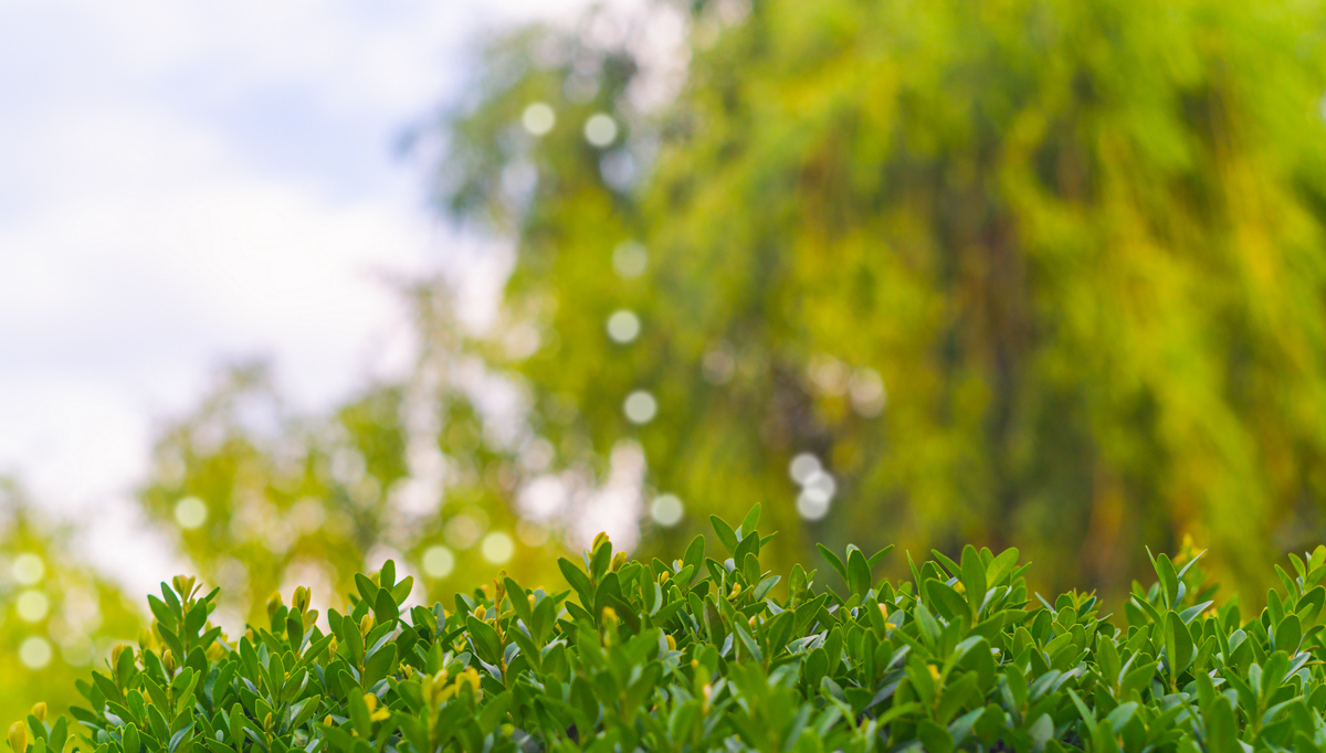 撰写一个自然段以夏日清凉明媚为主题进行描述语气生动童真文艺而清新