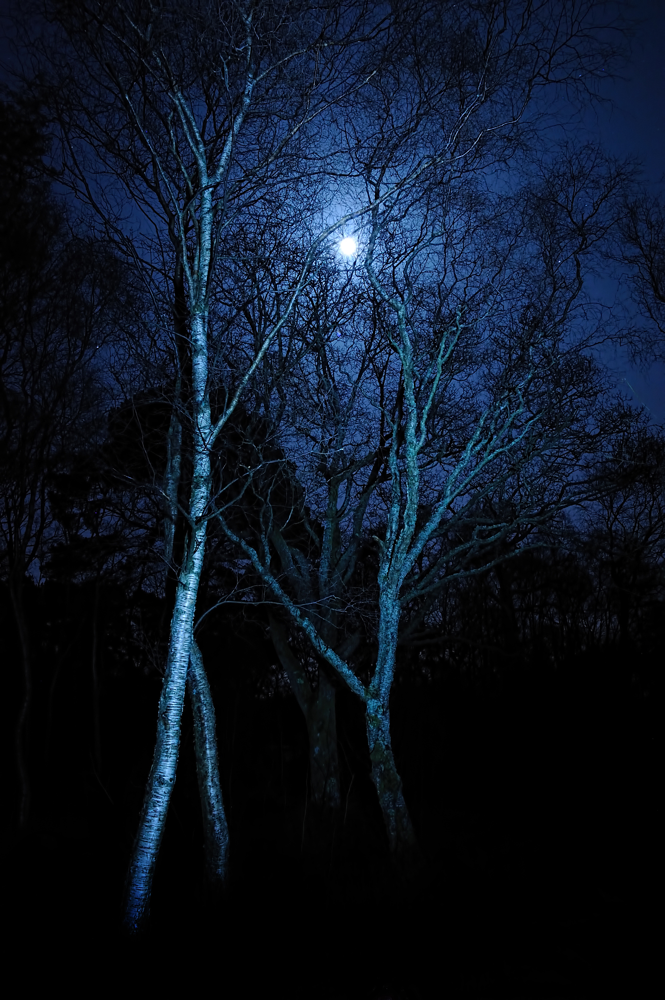 月儿明 风儿静树叶儿遮窗棂