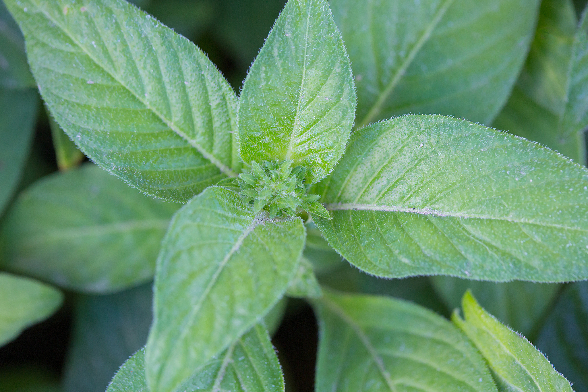 natural green leaf texture and background