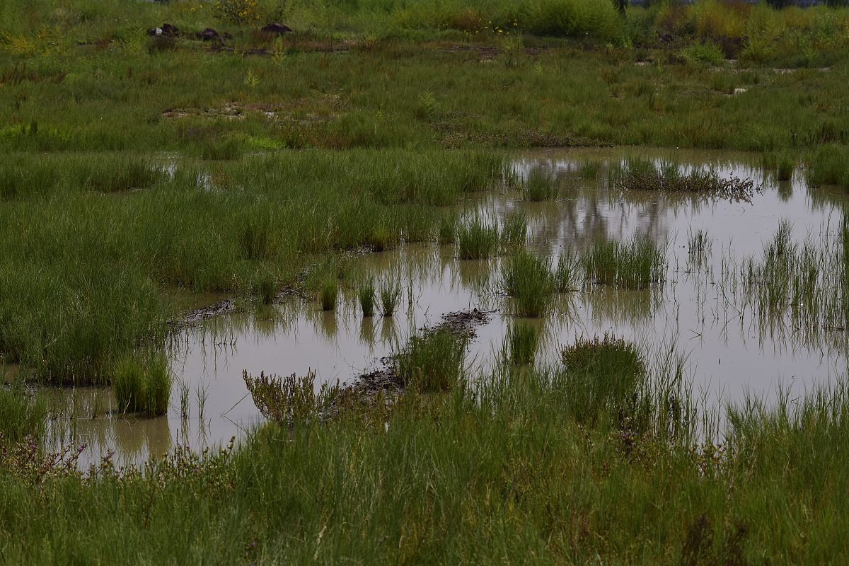 湿地保护：目标与行动 | WETLANDS