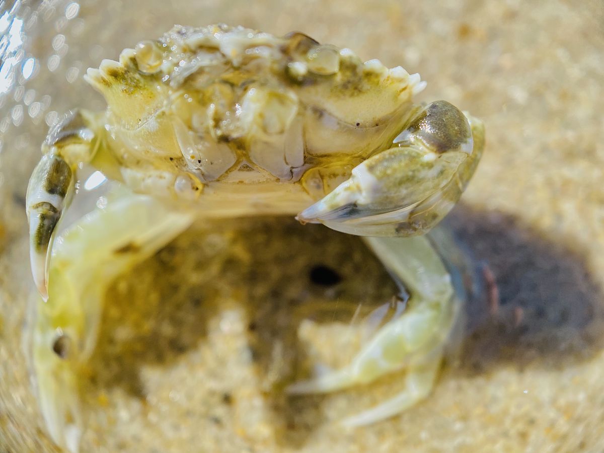 请帮我写1篇650字的博客文章主题是：大闸蟹怎么洗才干净