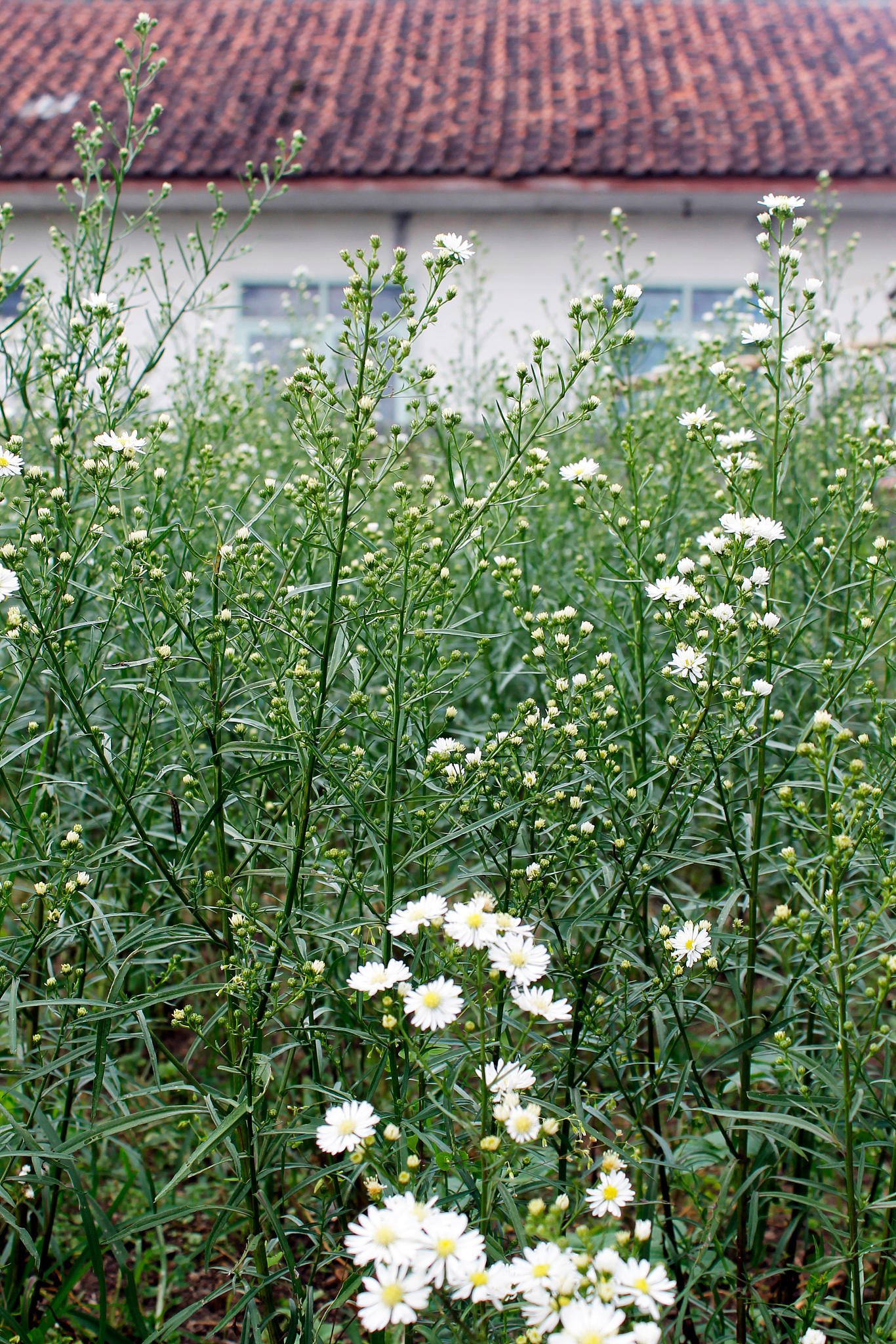 《JOURNAL OF INTEGRATIVE PLANT BIOLOGY》：国际植物生物学权威期刊