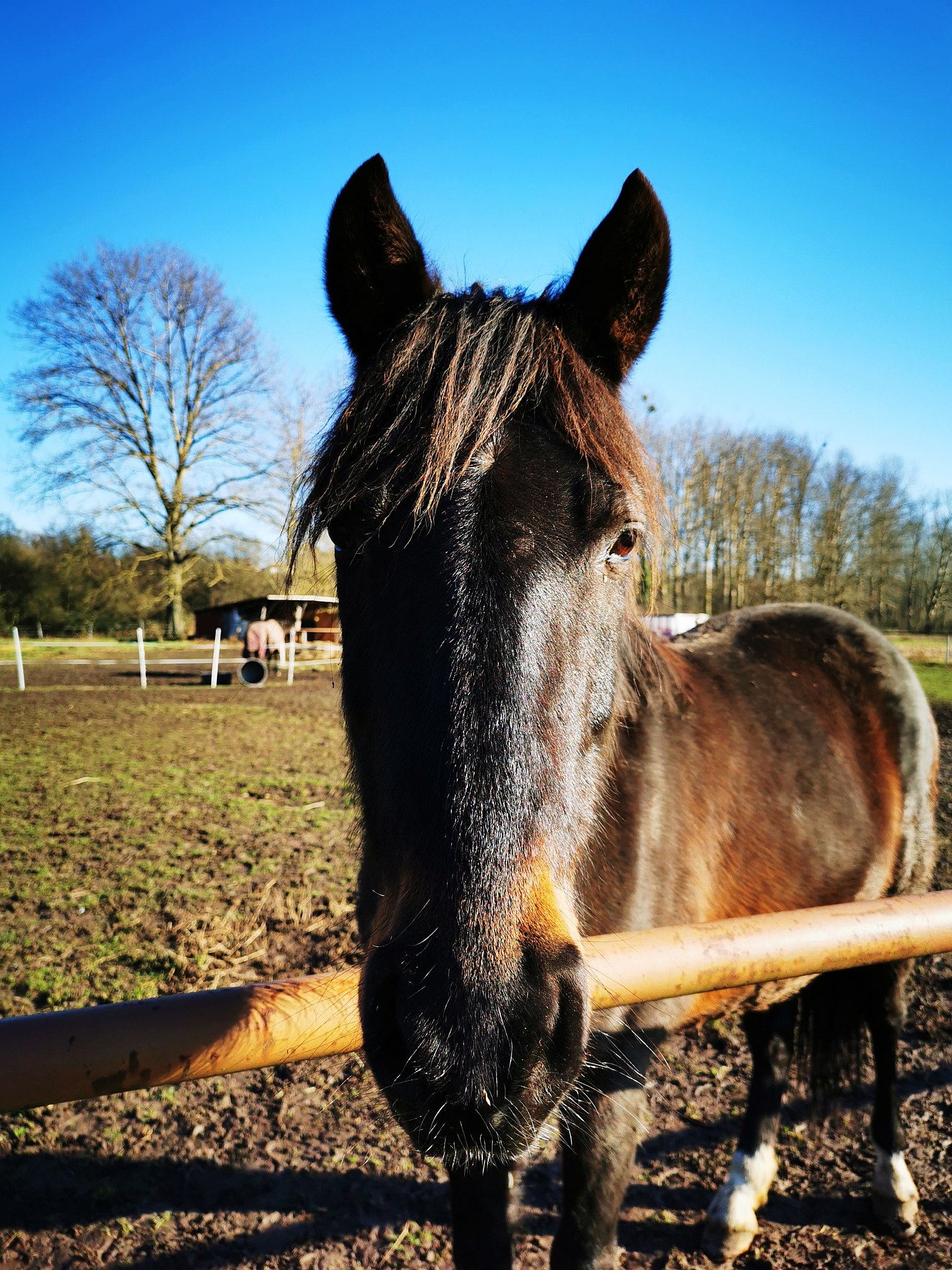 horse in the field
