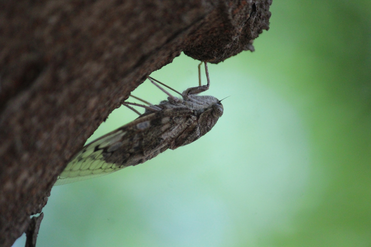 山东夏日顶流知了猴