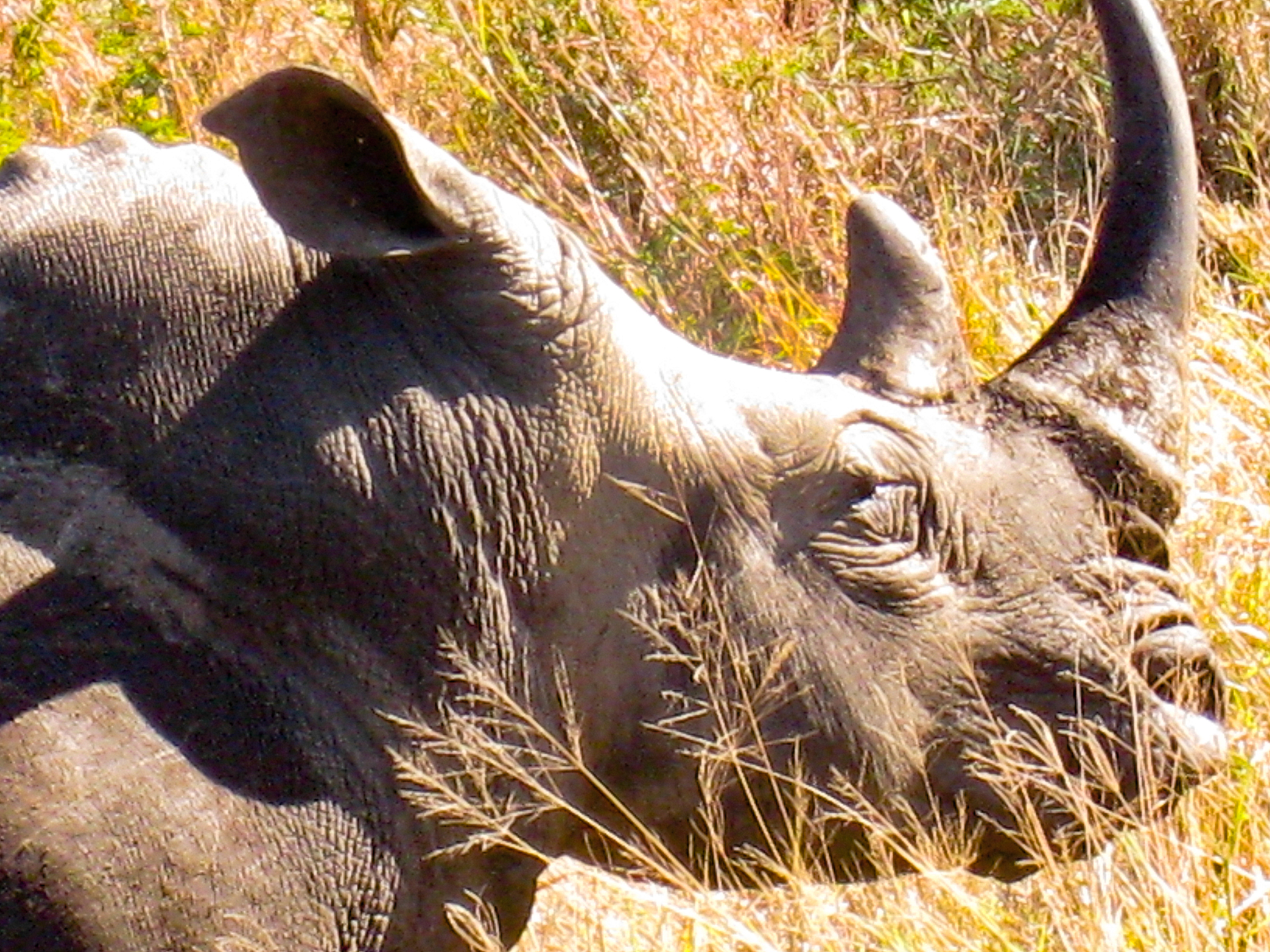 full length shot of a rhinoceros in the wild